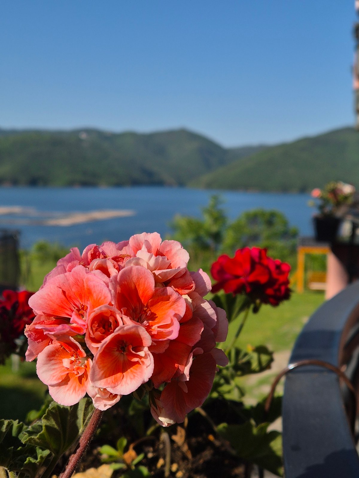 Morning balcony geranium blooms captured overlooking mountain lake