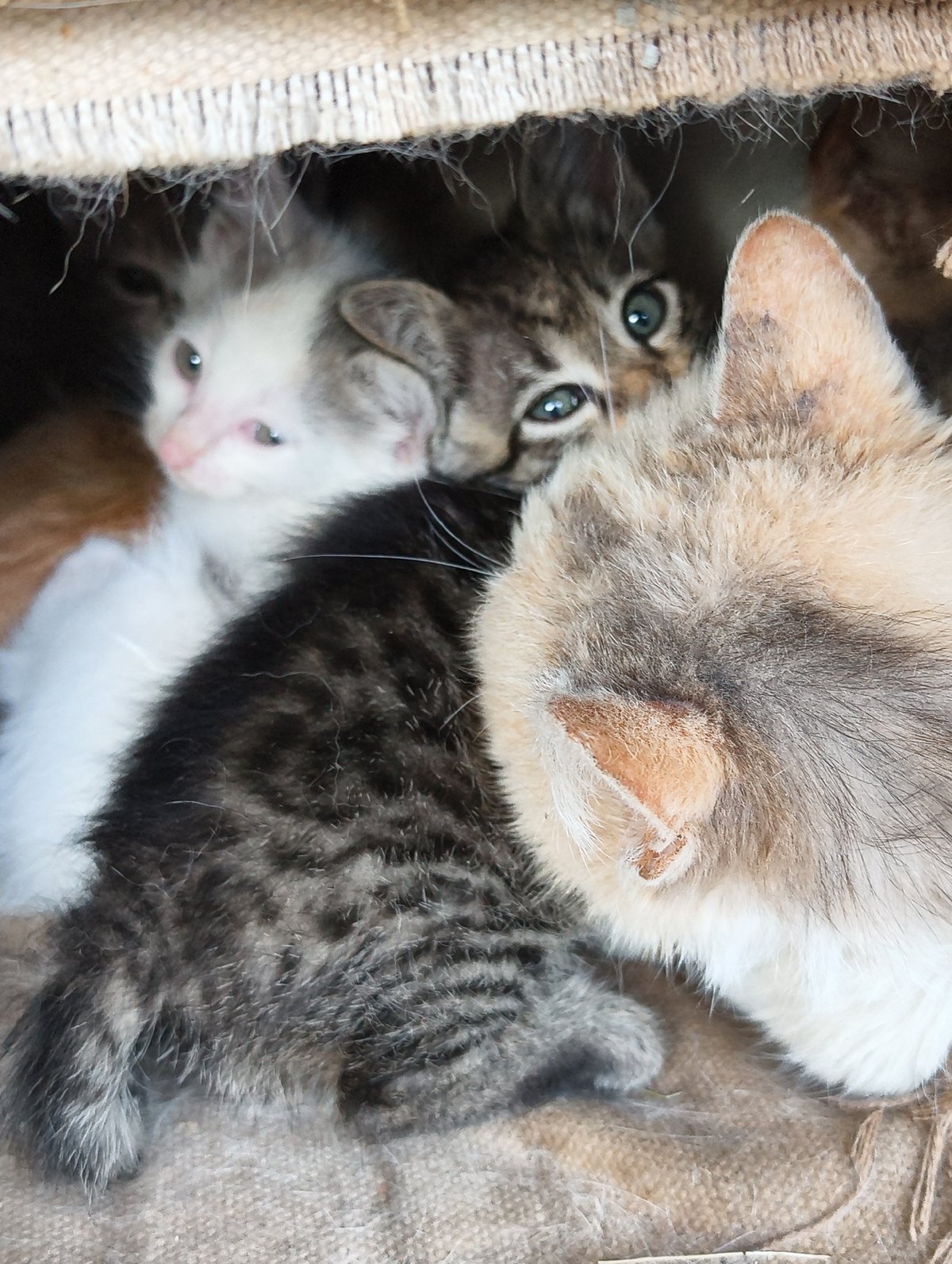 Cats shelter in wooden structures while bees forage in Chaika