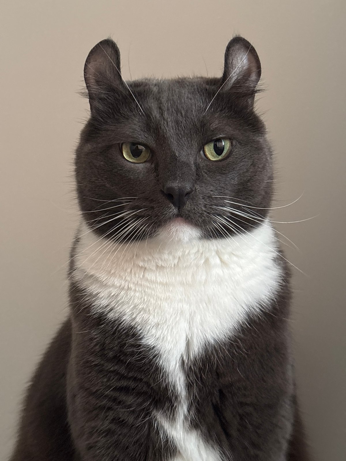 Curly-eared cat photographed in playful poses around Vladivostok home