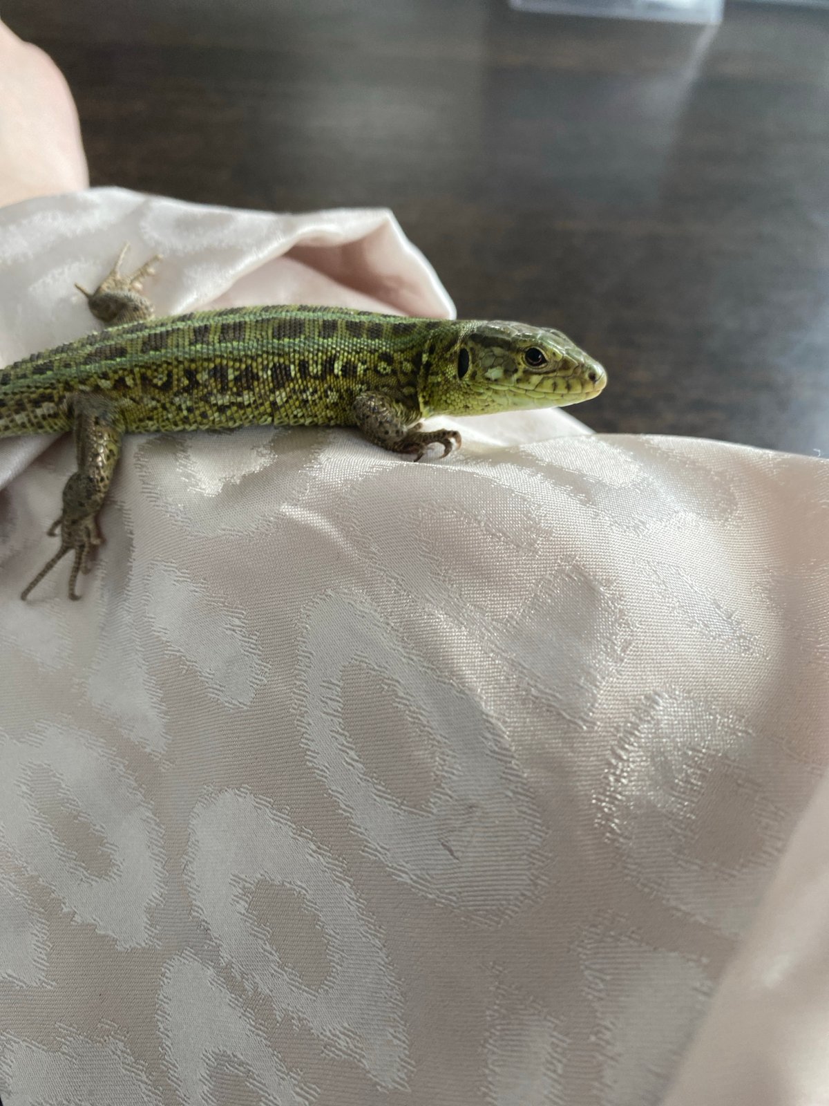 Person encounters small lizard in Russian forest
