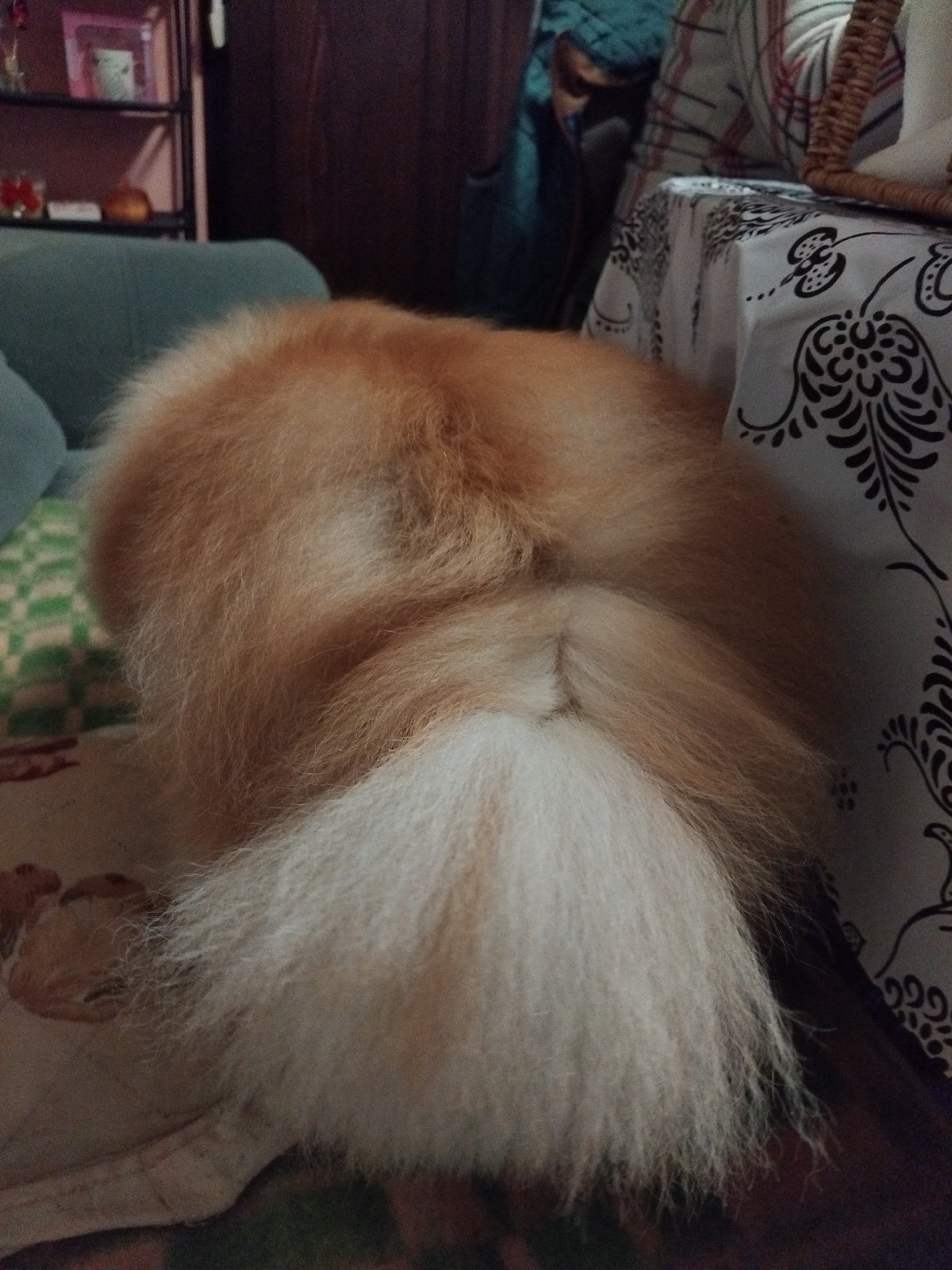 Pomeranian dog naps on checkered blanket in Bulgarian town