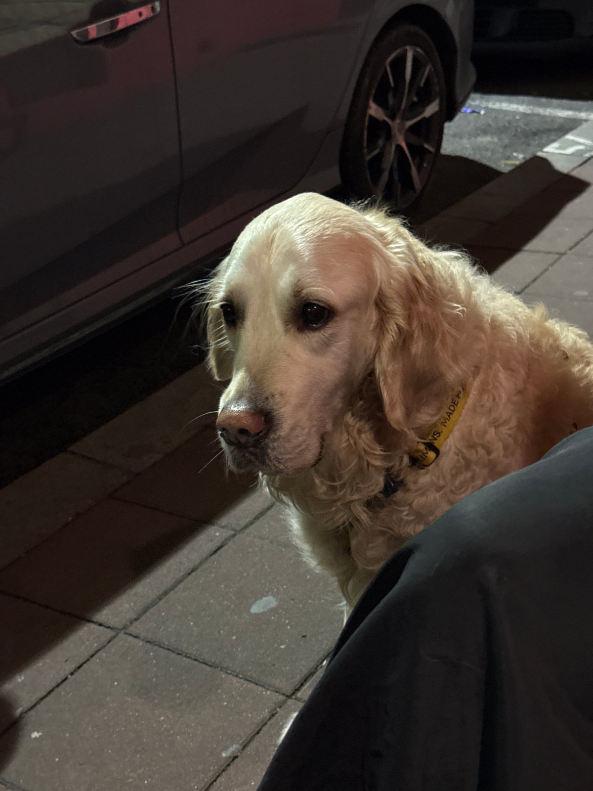 Evening dog-friendly cafe gathering observed in Belgrade streets