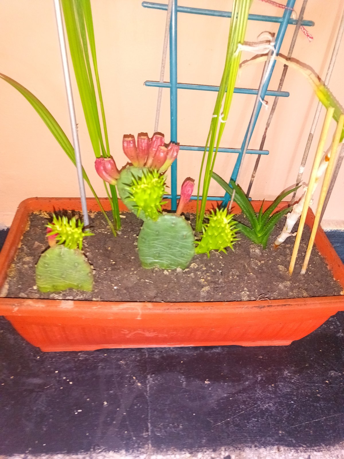 Indoor plants and coffee documented in Karnobat, Bulgaria
