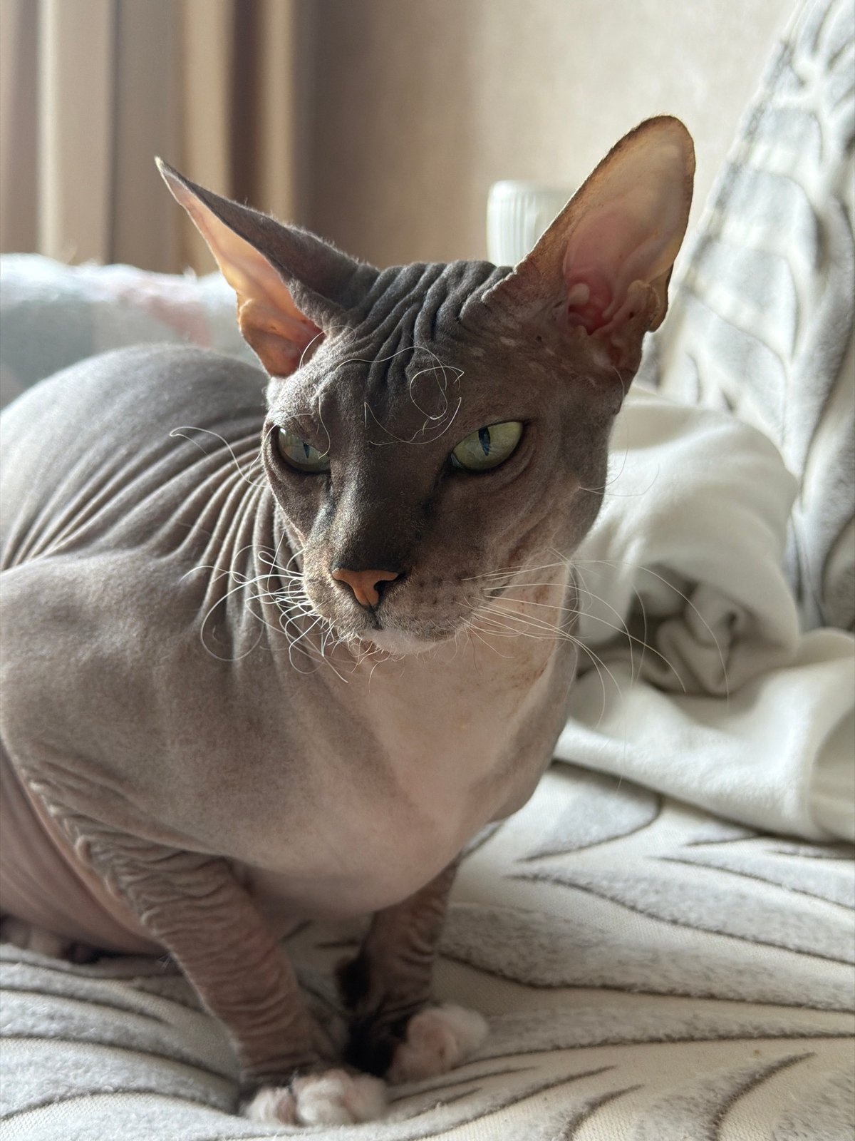 Morning at home in Izhevsk: Sphynx cat, breakfast, city street