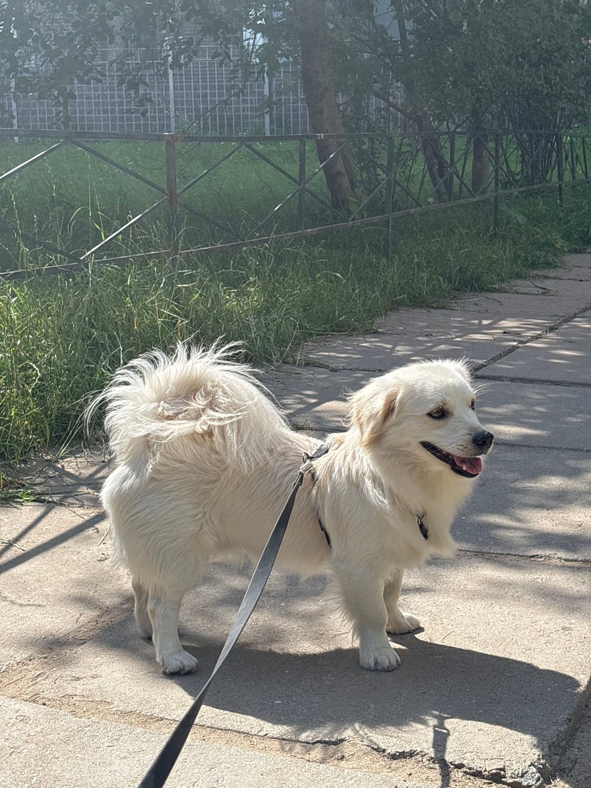 Dog day out in a Saint Petersburg park, wildflowers included