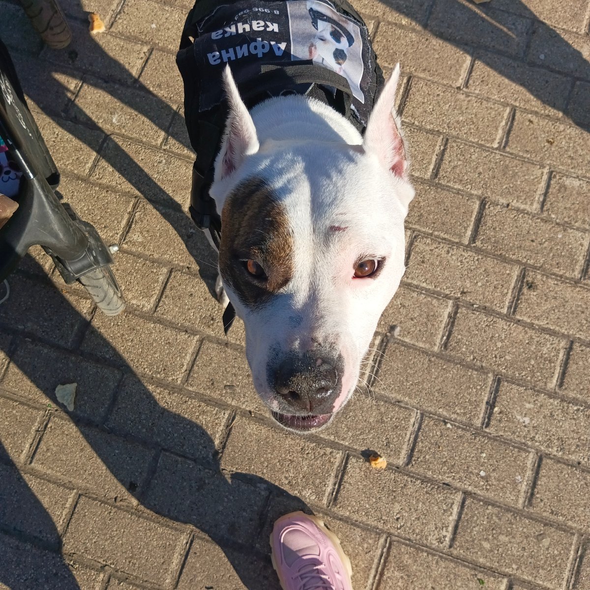 Person feeds pigeons, dogs gather in Chaikovsky square