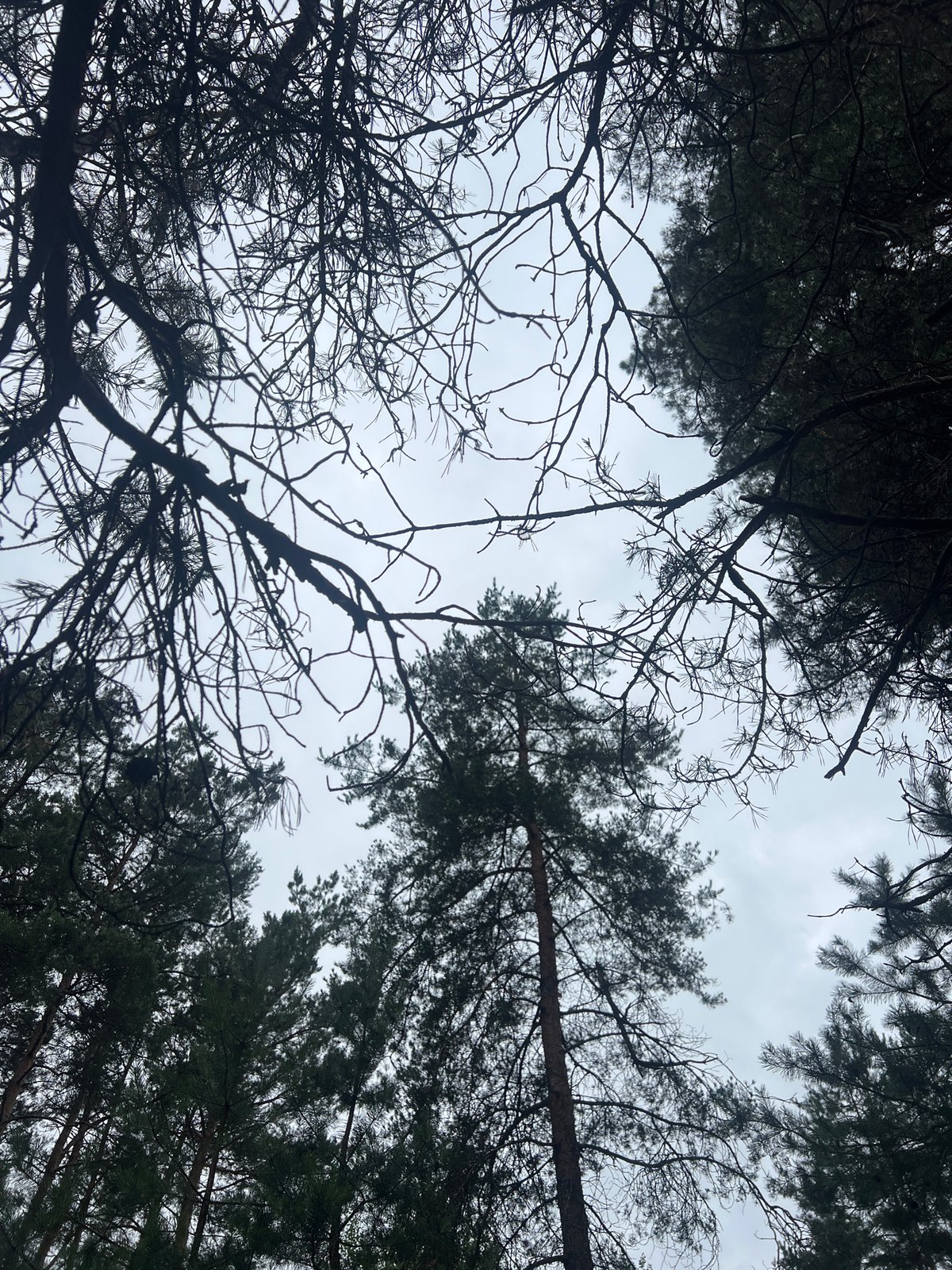Slow forest walk with wildflowers, pine canopy, and a field coffee