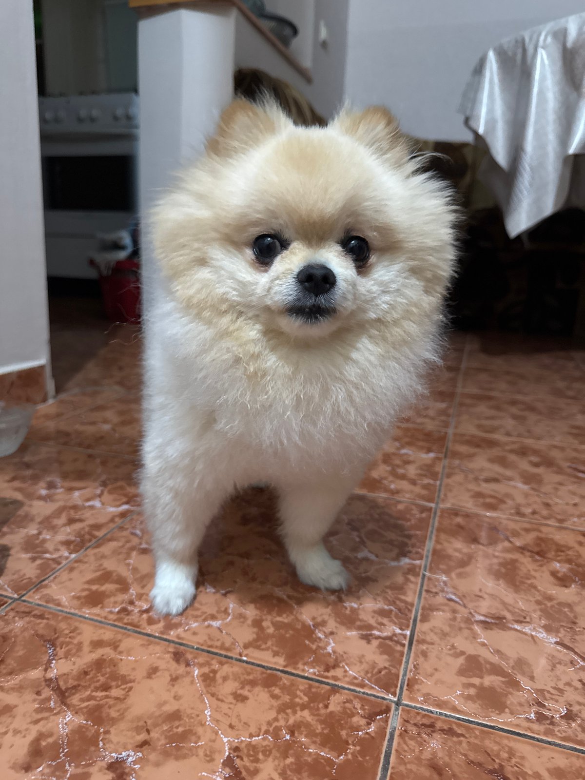 Pomeranian and its person hanging out in Varna
