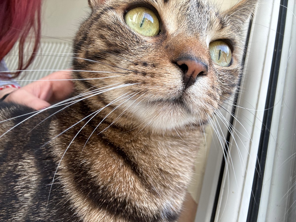Cats photographed in close-up detail in Desborough, UK