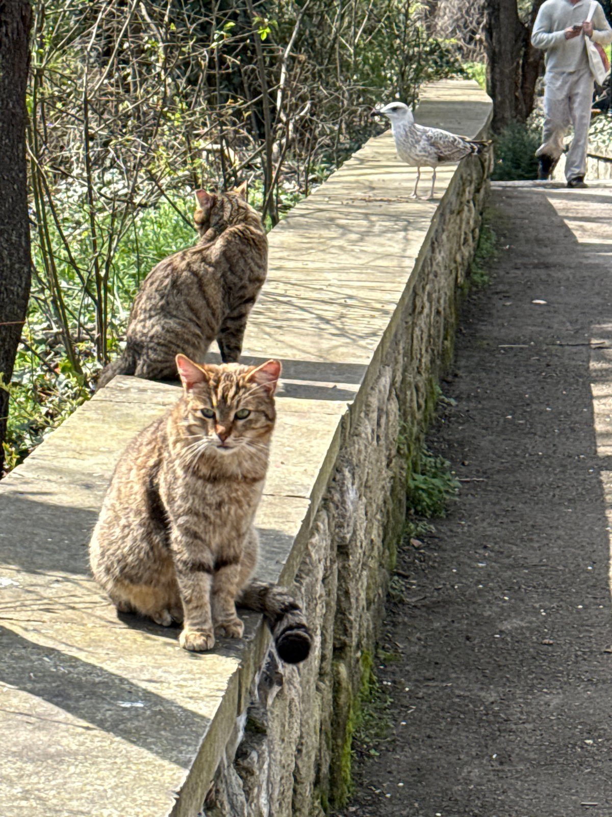 Two tabby cats observed on stone wall in Varna