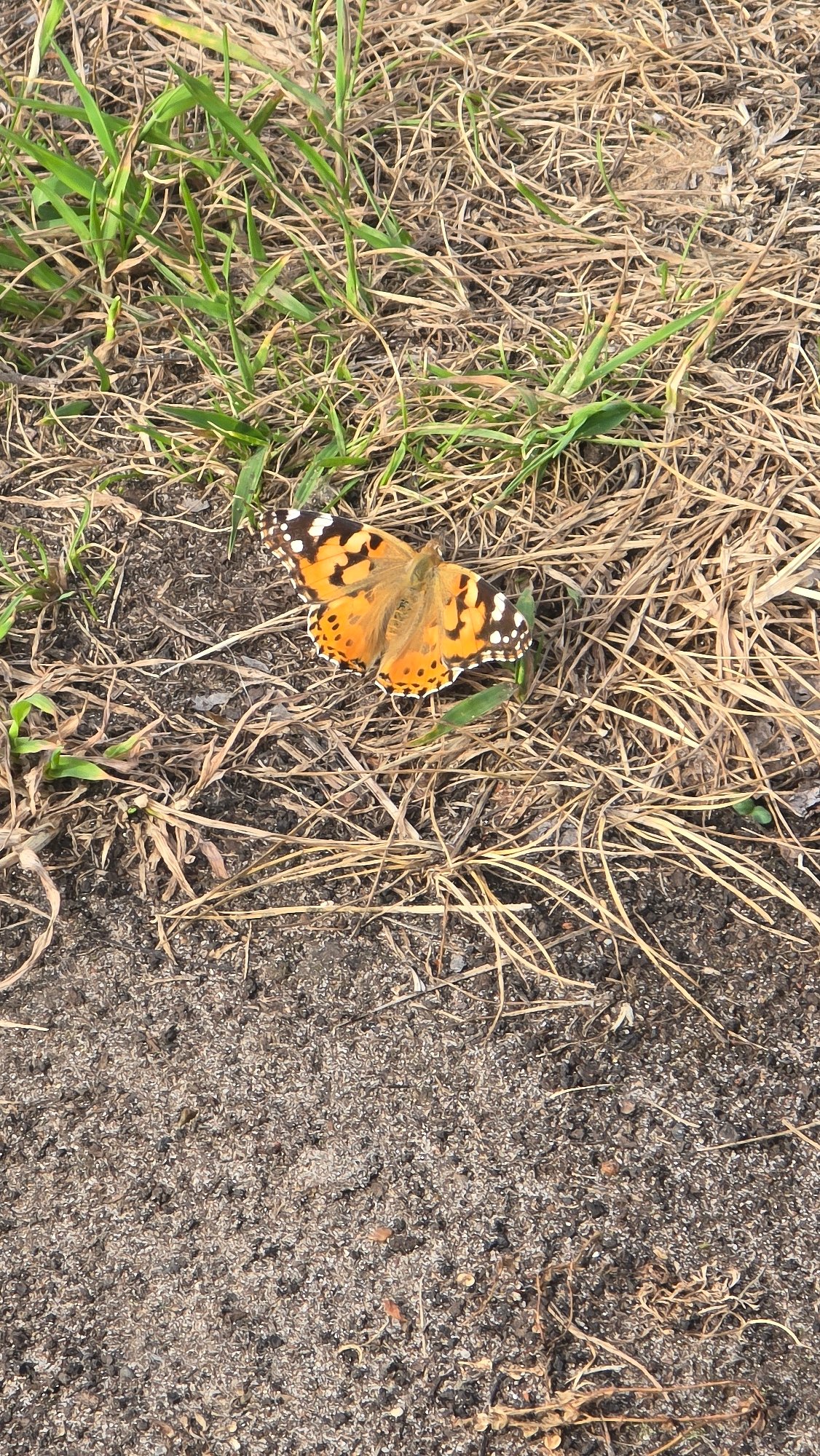 Orange butterfly spotted resting on ground in natural setting