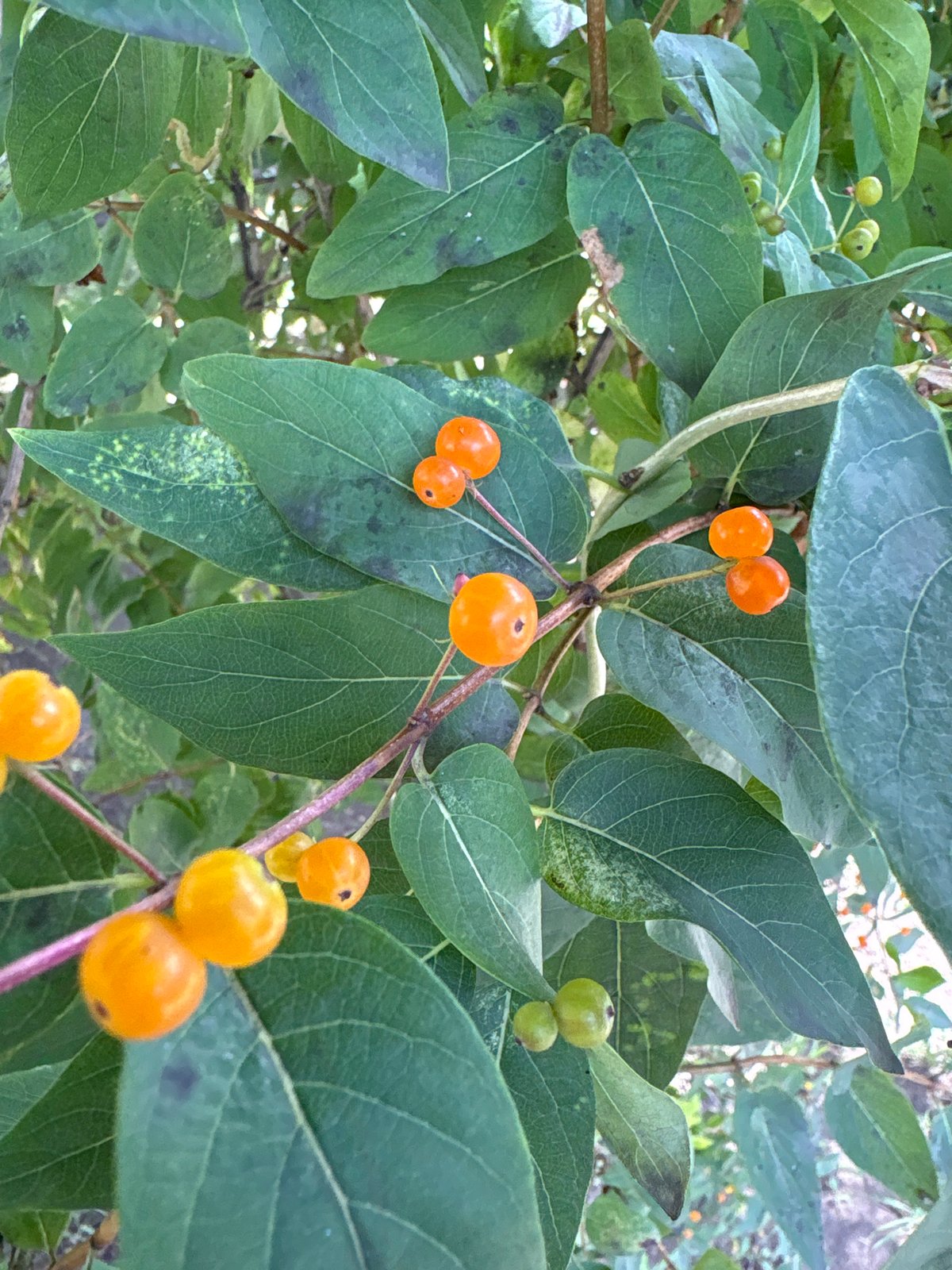 Diseased plants with fungal symptoms spotted in Vitebsk