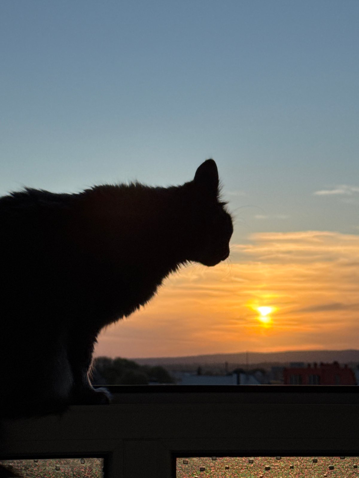 Cat watches sunset from window in Varna, Bulgaria
