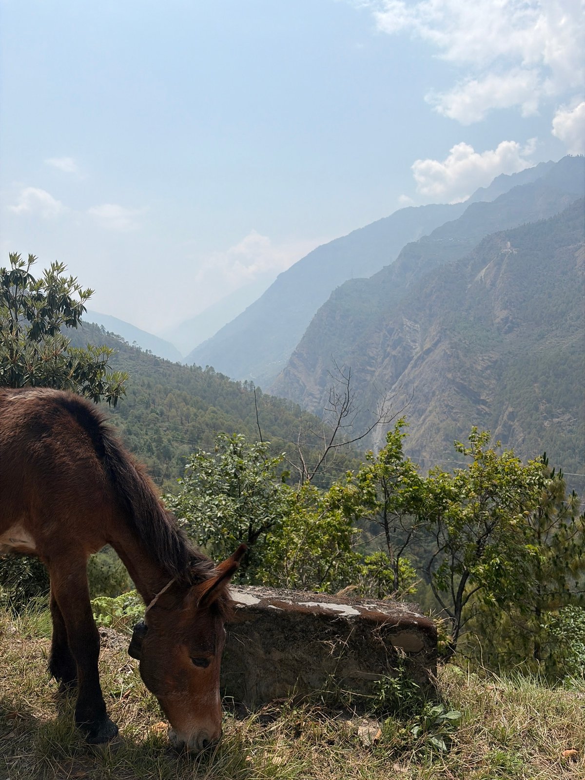 Horse grazes in mountainous landscape near Brabal, Nepal