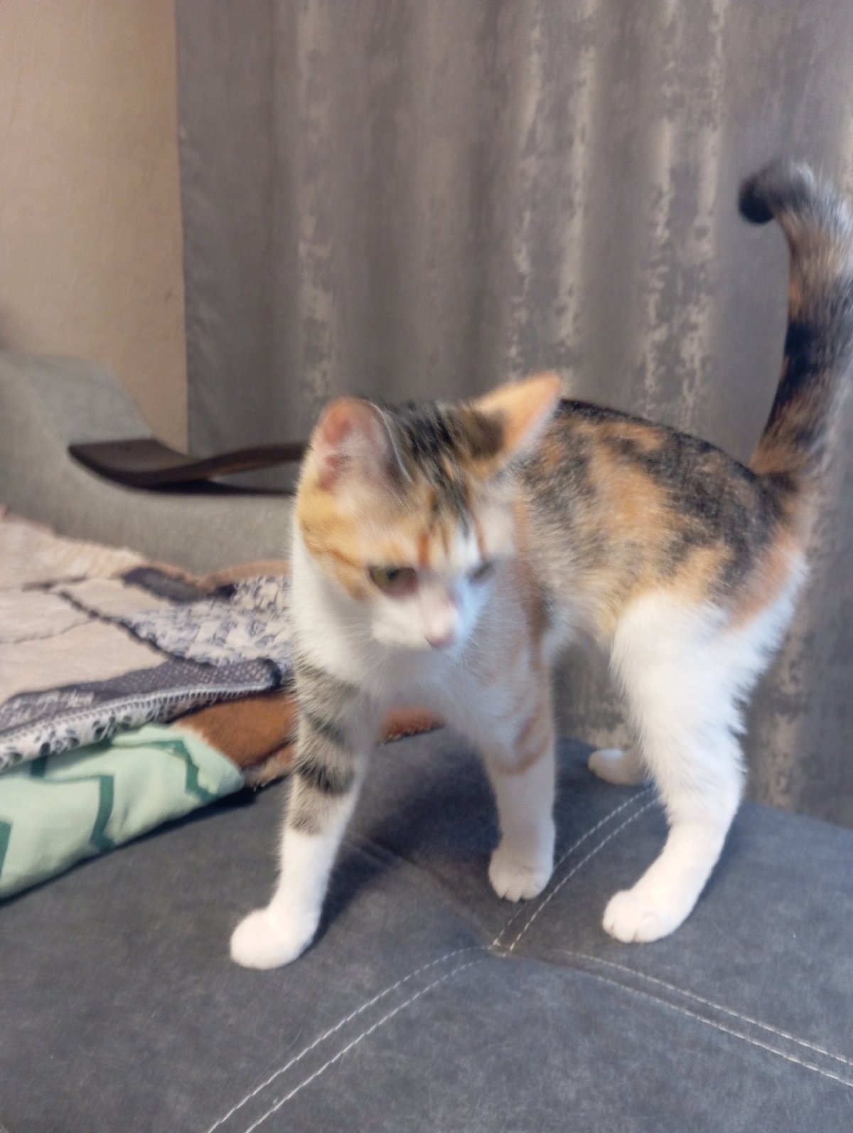 Calico and gray kittens at home in Volzhsky