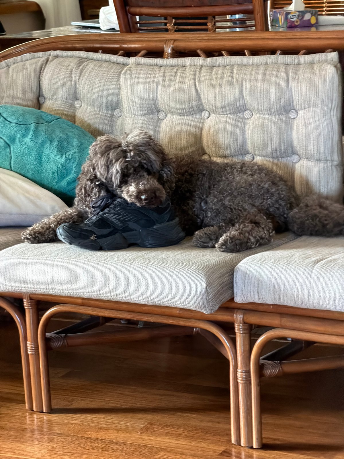 Poodle rests on cushioned wicker furniture in Krasnoyarsk