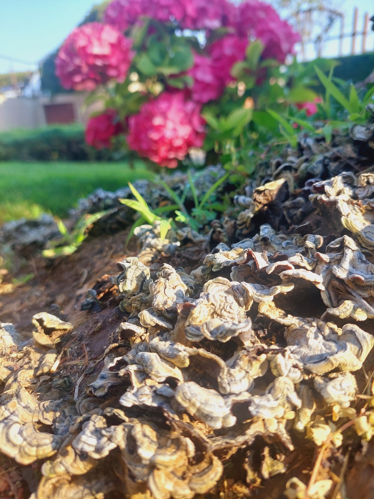 Summer morning in a Sozopol garden: mushrooms, marigolds, and selfies