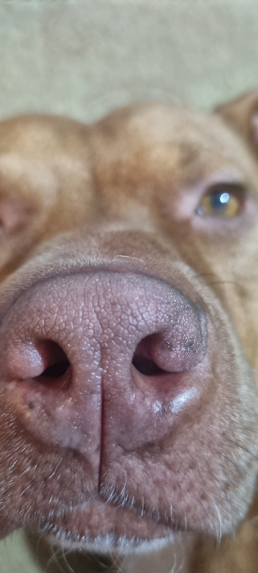 Dog rests on couch during evening hours