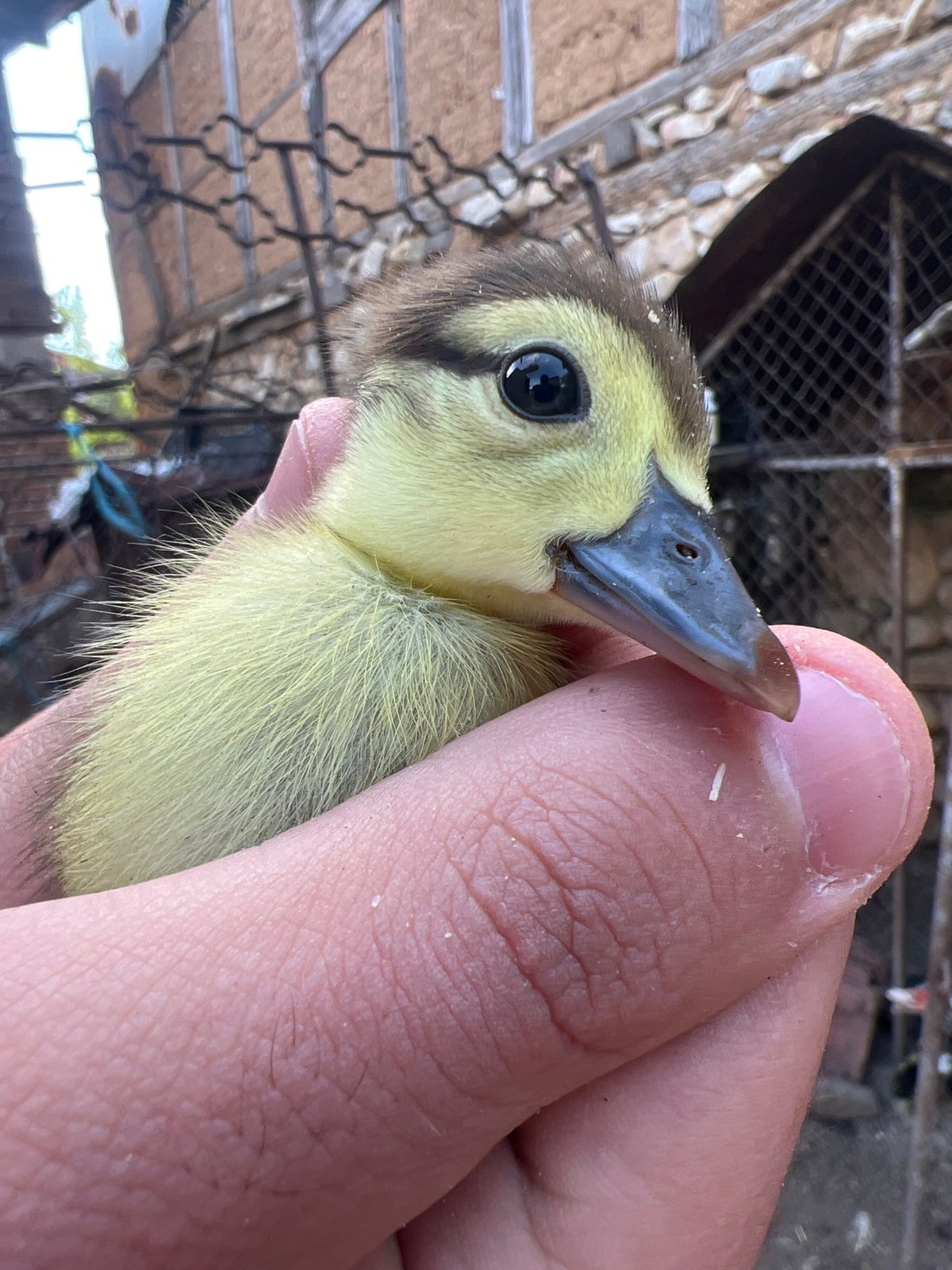 Person holds young duckling in Bulgarian village