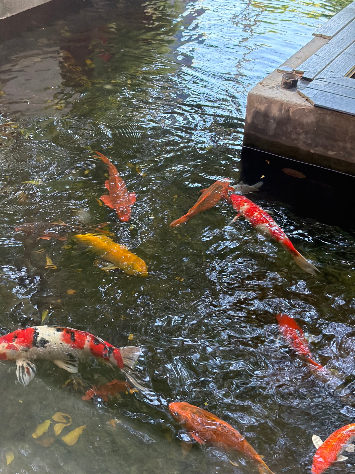 Morning visit to XLIII Coffee in Da Nang captures pond, interior
