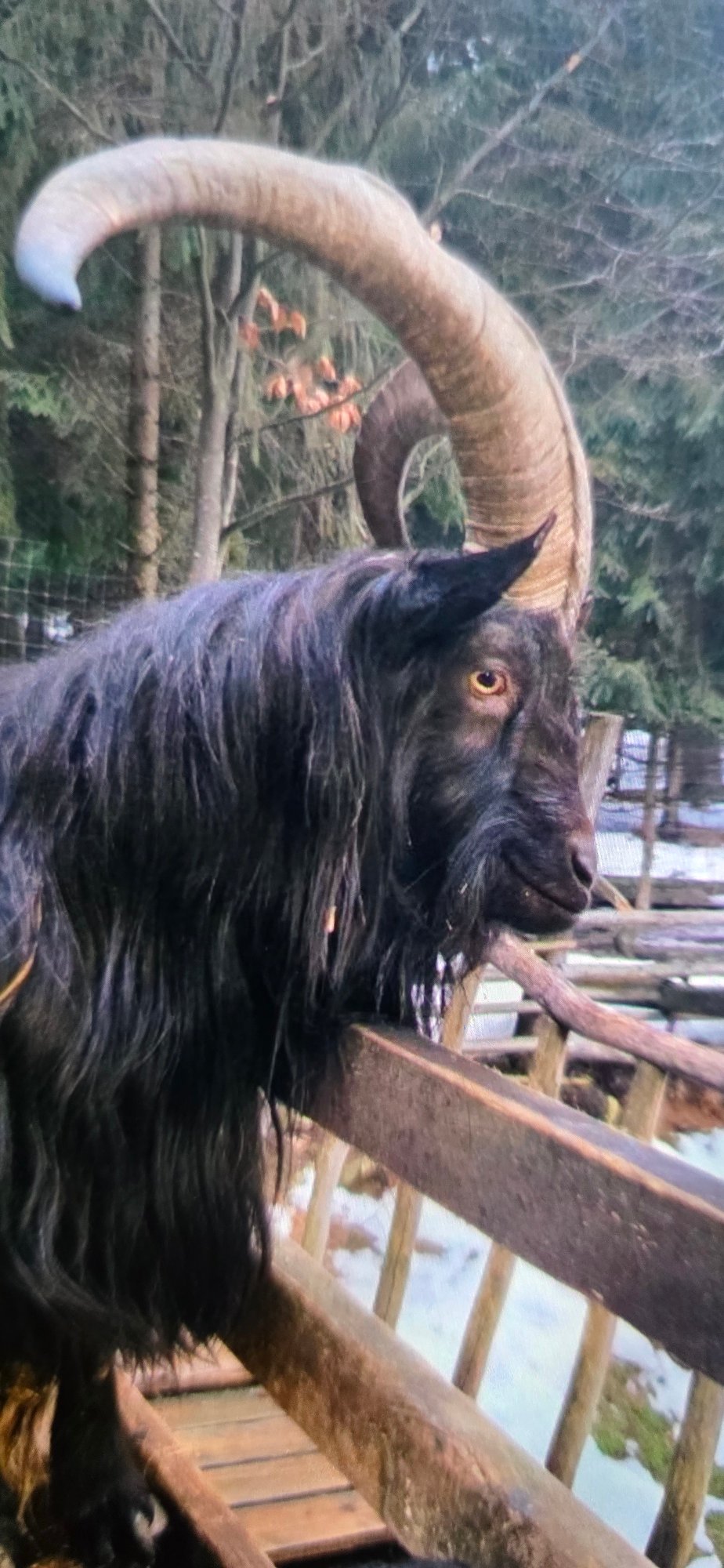 Woman in witch costume visits goat park in Ukraine
