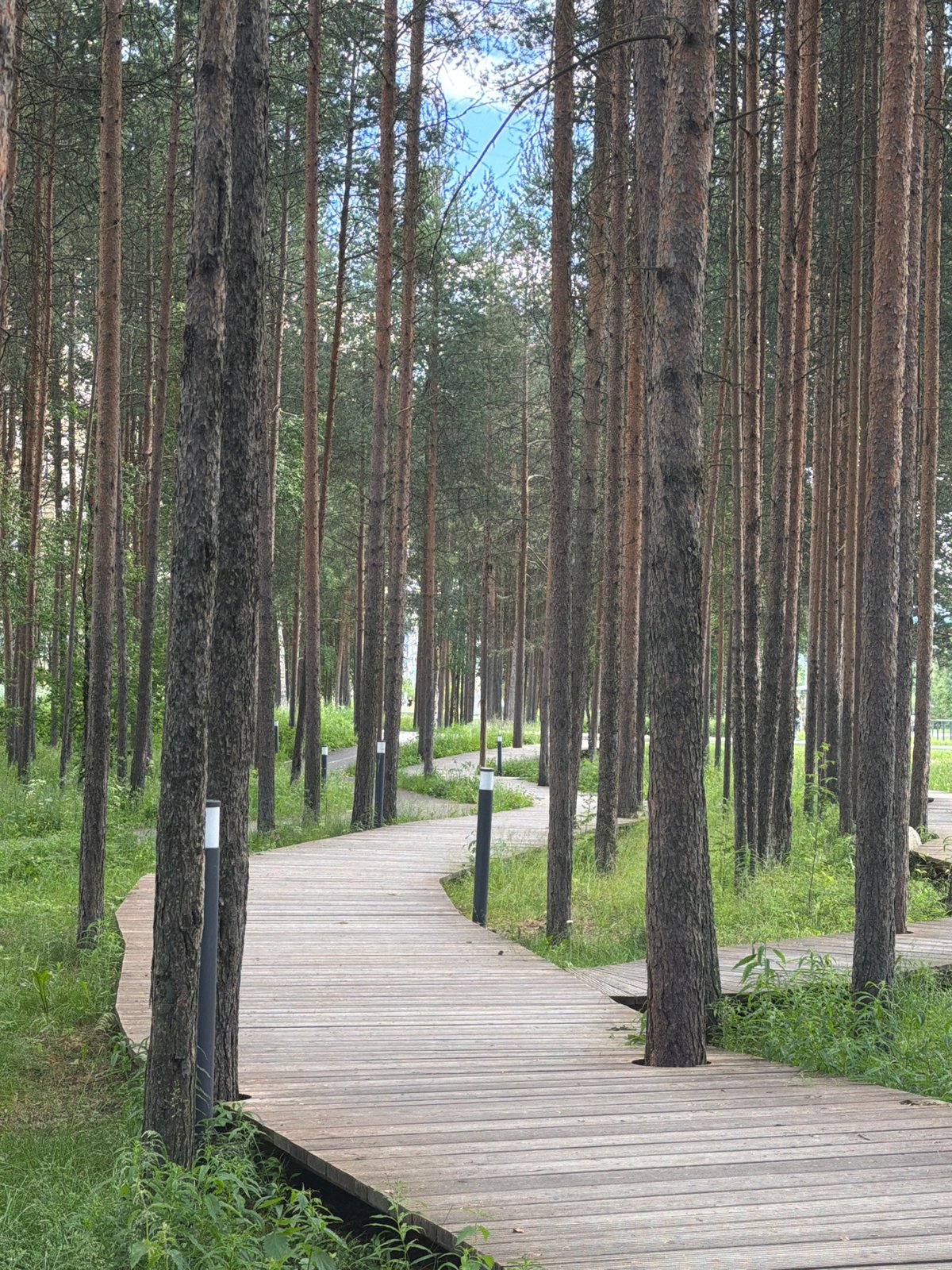 Wooden boardwalk curving through pine forest in Polarnie Zori