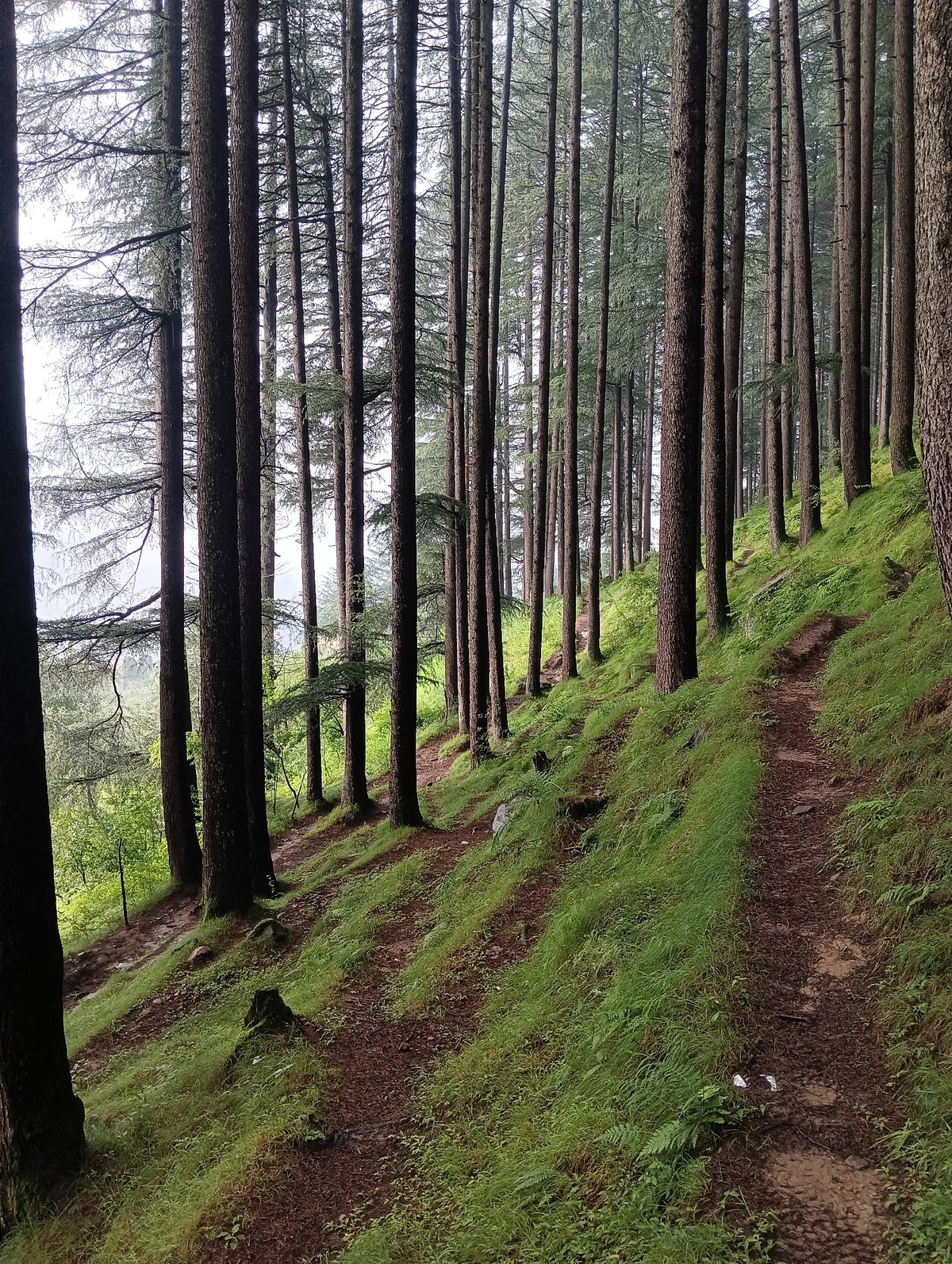 Misty pine forest trails in the hills above Chhyal