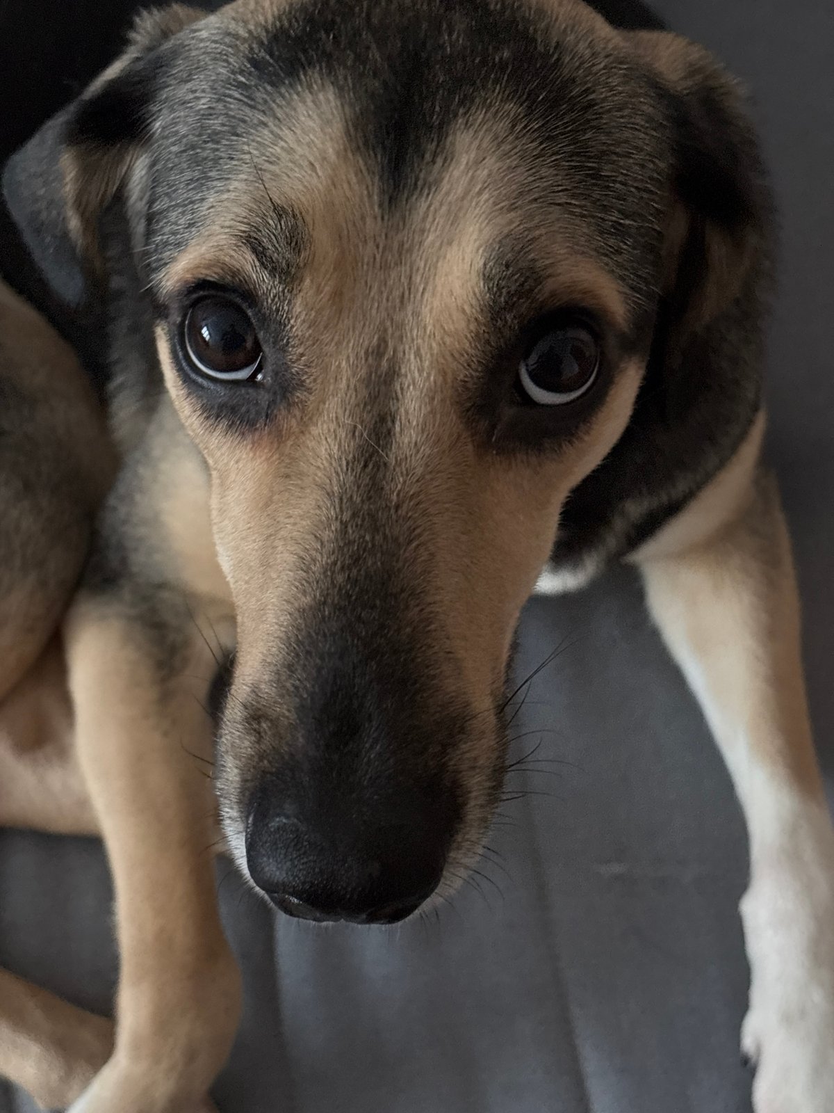 Lazy morning at home with dogs, a cat, and Orwell