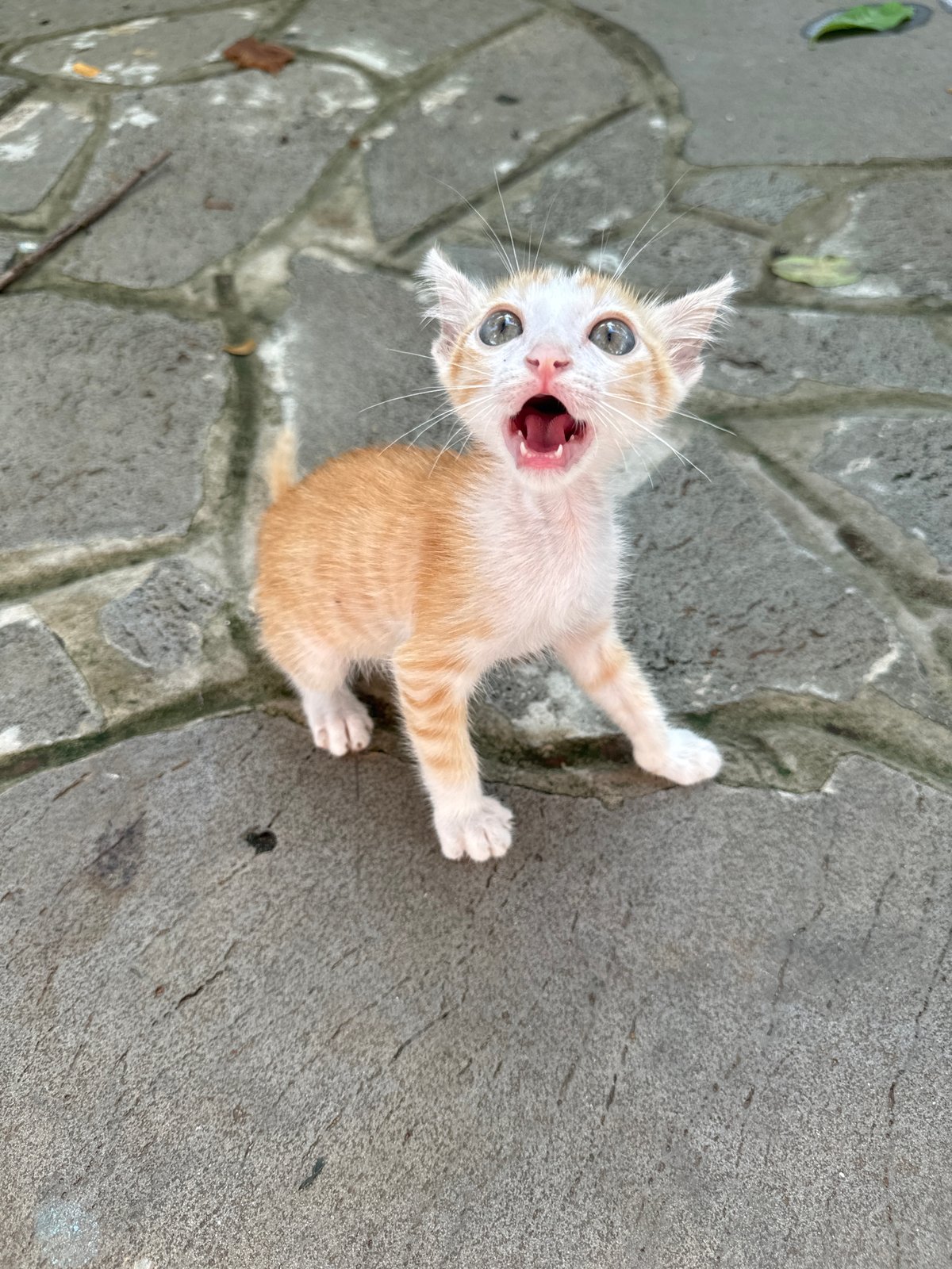 Couple photographs playful kitten during morning in Mũi Né