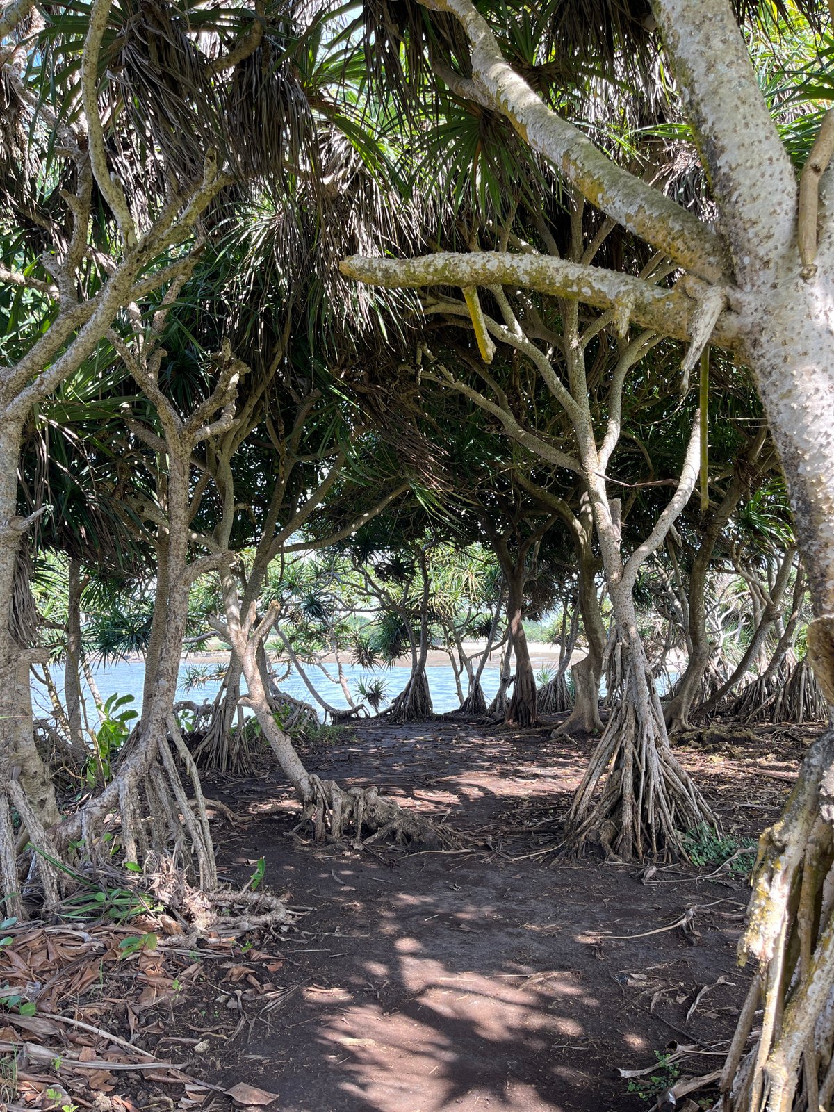 Morning photo session among pandanus trees in Kuta Selatan