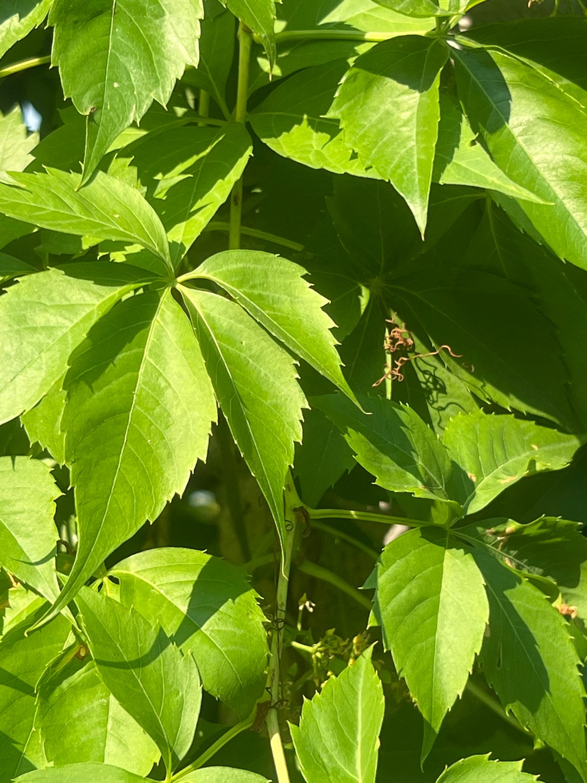 Roadside flora and leaf damage along Bârnova's rural edges