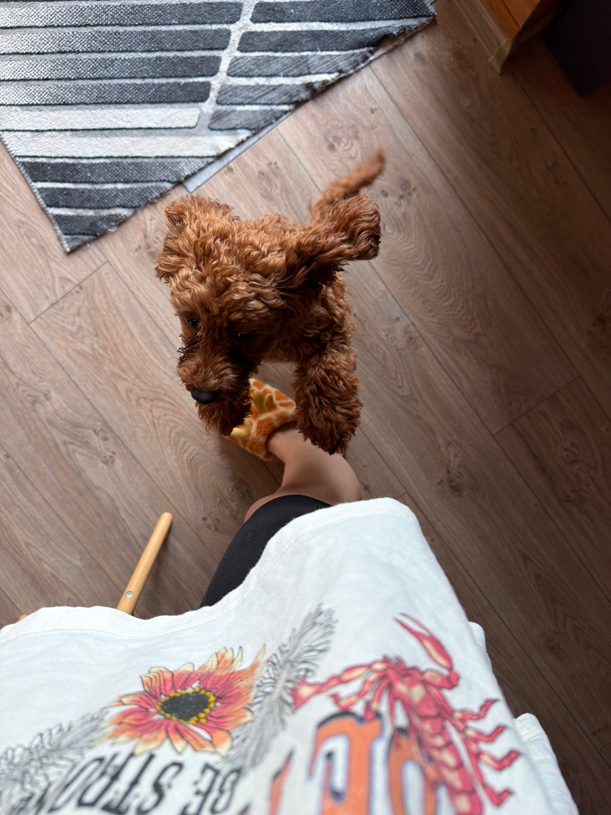 Brown poodle plays, eats, and rests at a Sofia home.
