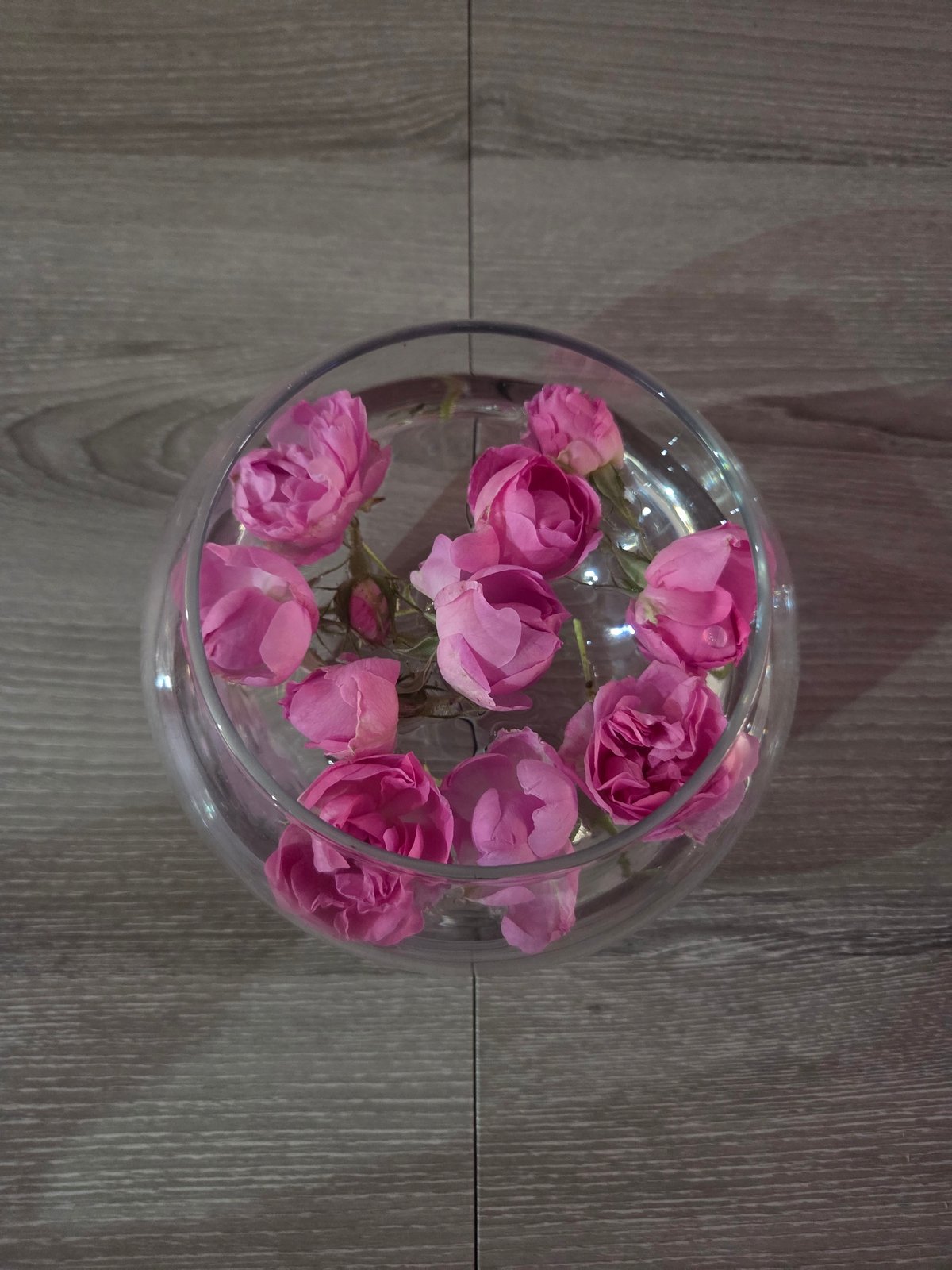 Fresh pink rose petals displayed in glass bowl, Plovdiv