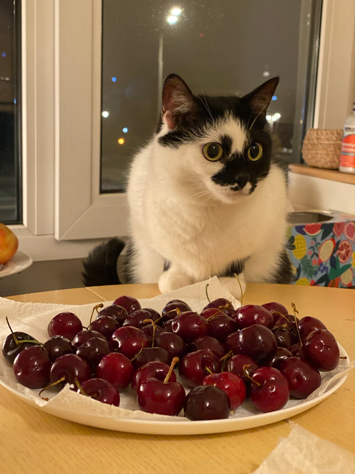 Moscow cat investigates plates of summer fruit by the window