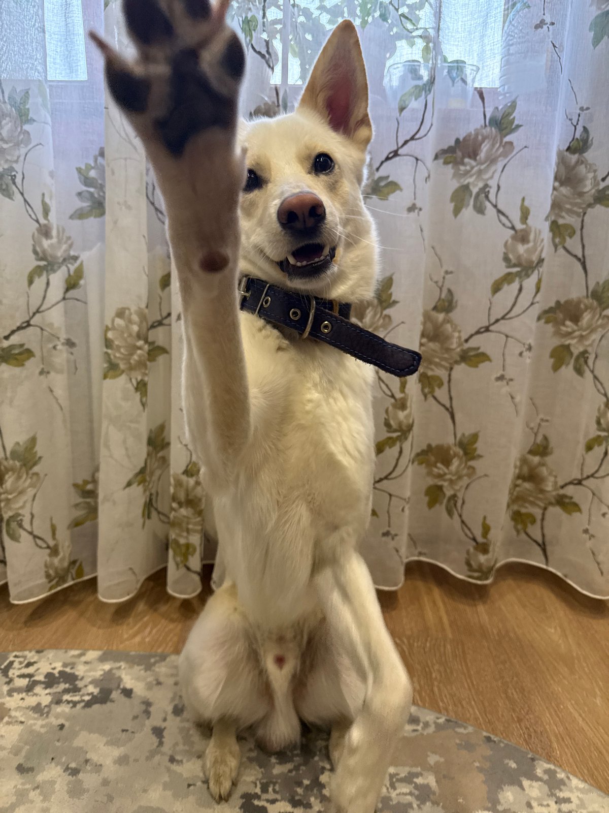 Birthday celebration with playful dog in Markovskiy, Russia