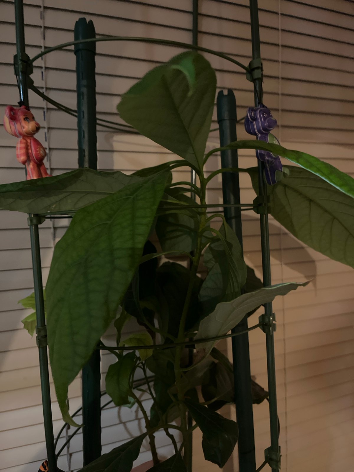 Avocado plant and Japanese garden pond, quiet greenery.
