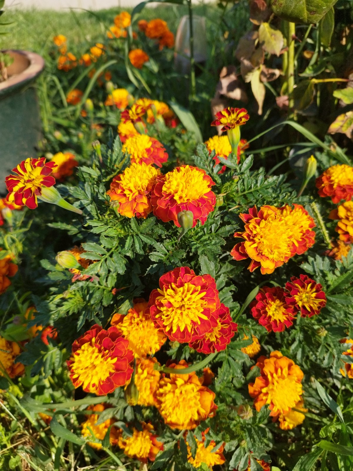 Bucharest garden morning: dogs, flowers, and homegrown produce
