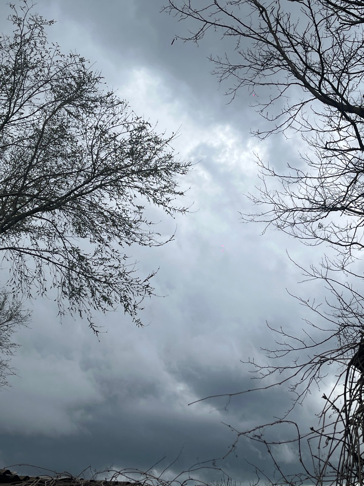 Spring blossoms emerge amid bare trees in overcast Russia