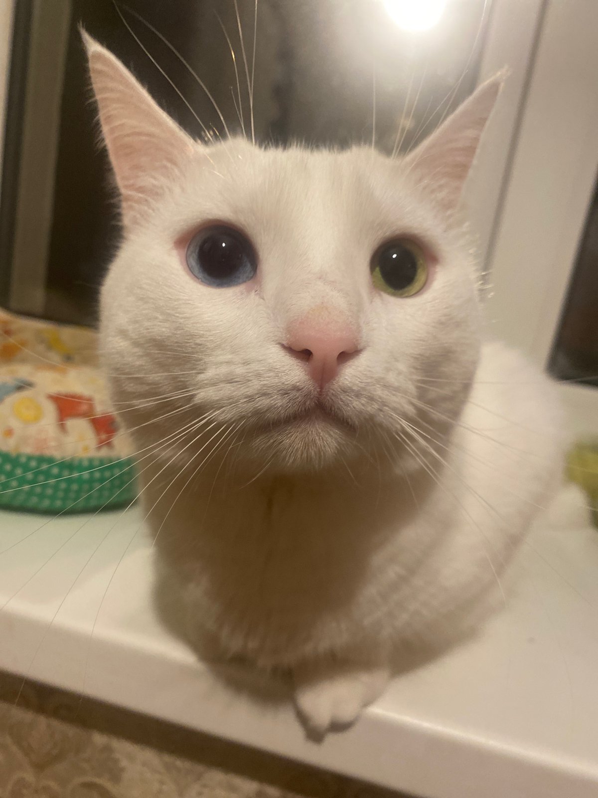 White cat on a windowsill, dinner on the stove in Kolomna