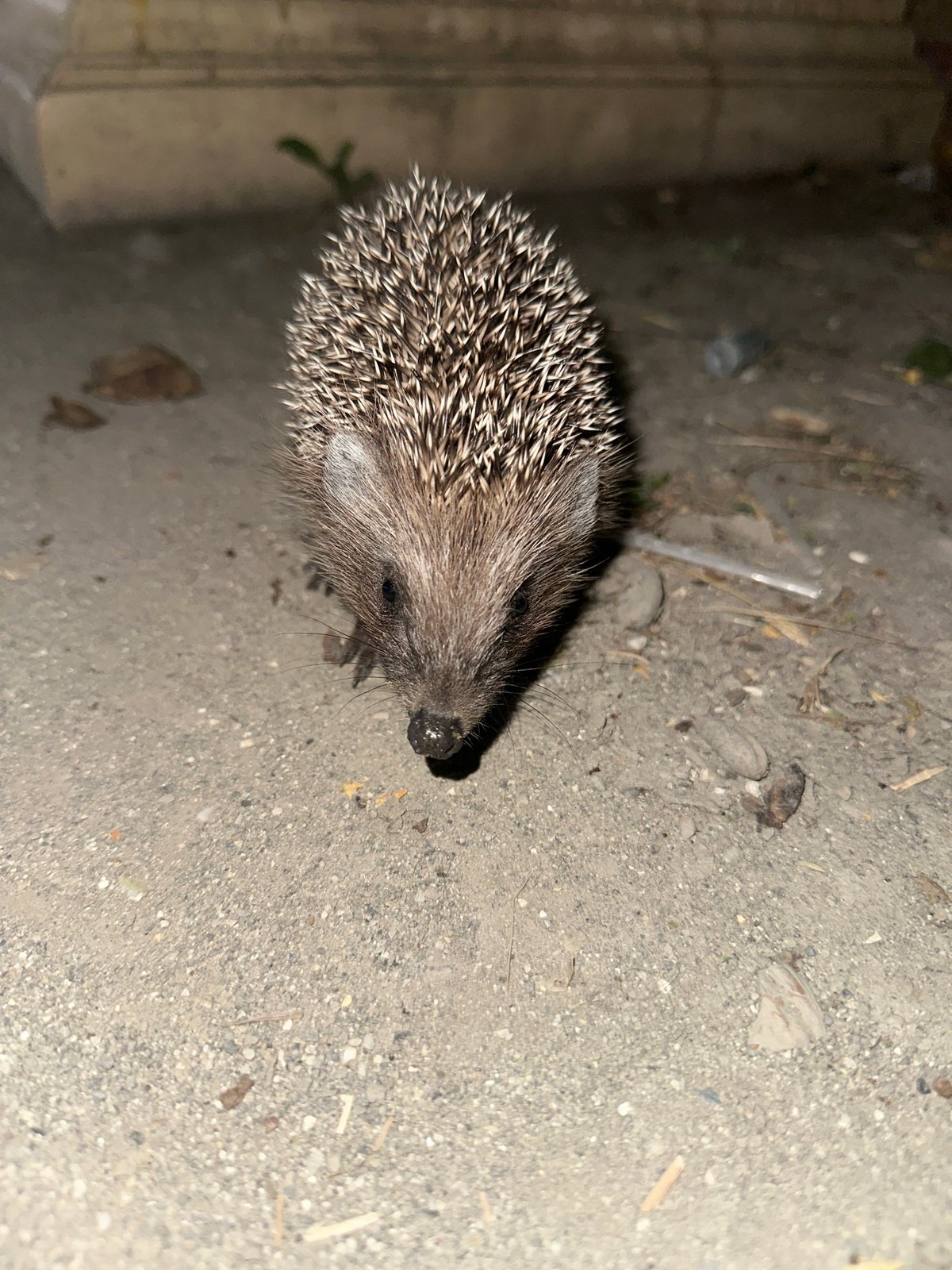 Hedgehog spotted up close in rural Dagestan