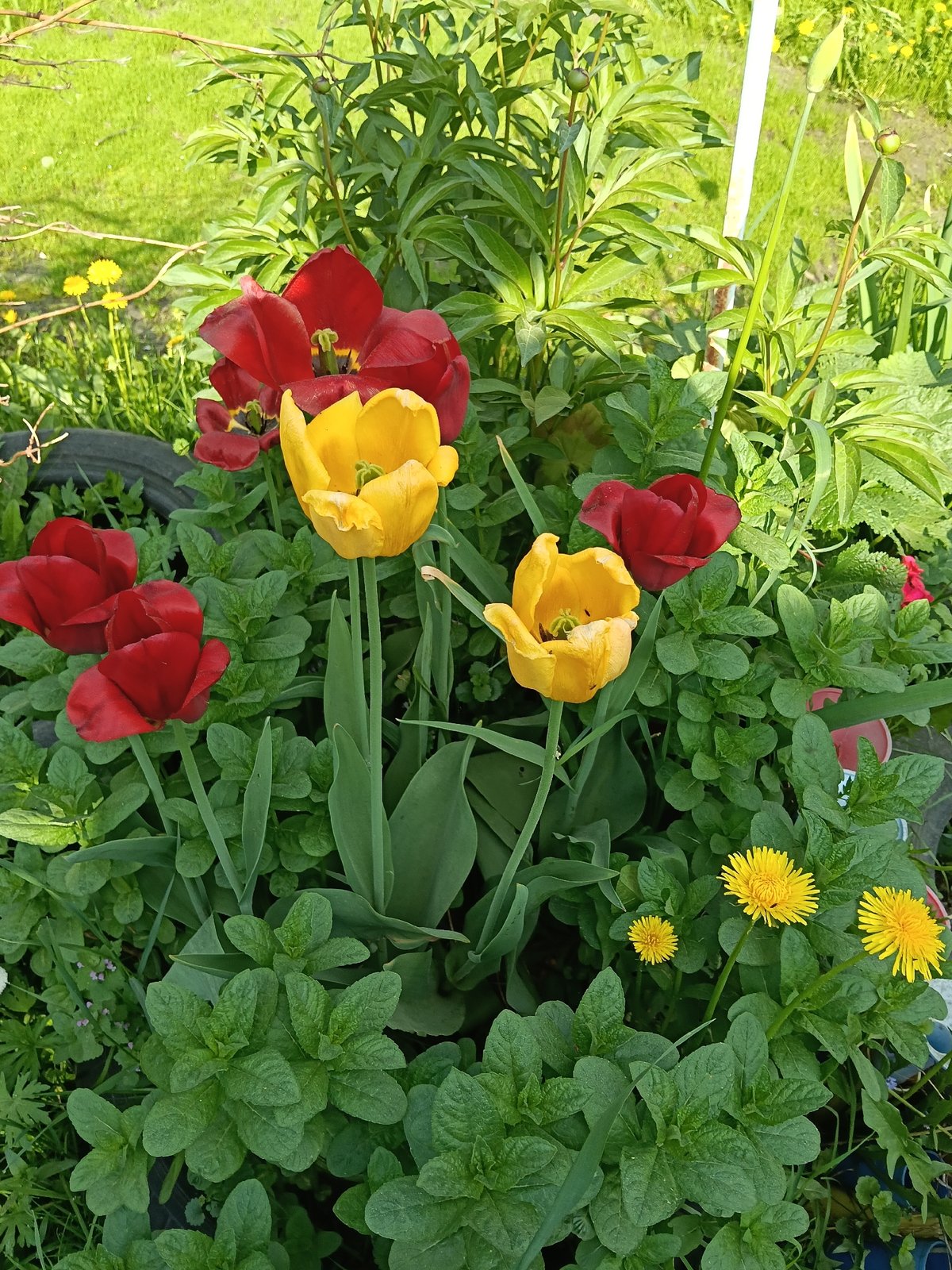 Spring blooms documented across rural Russian village gardens