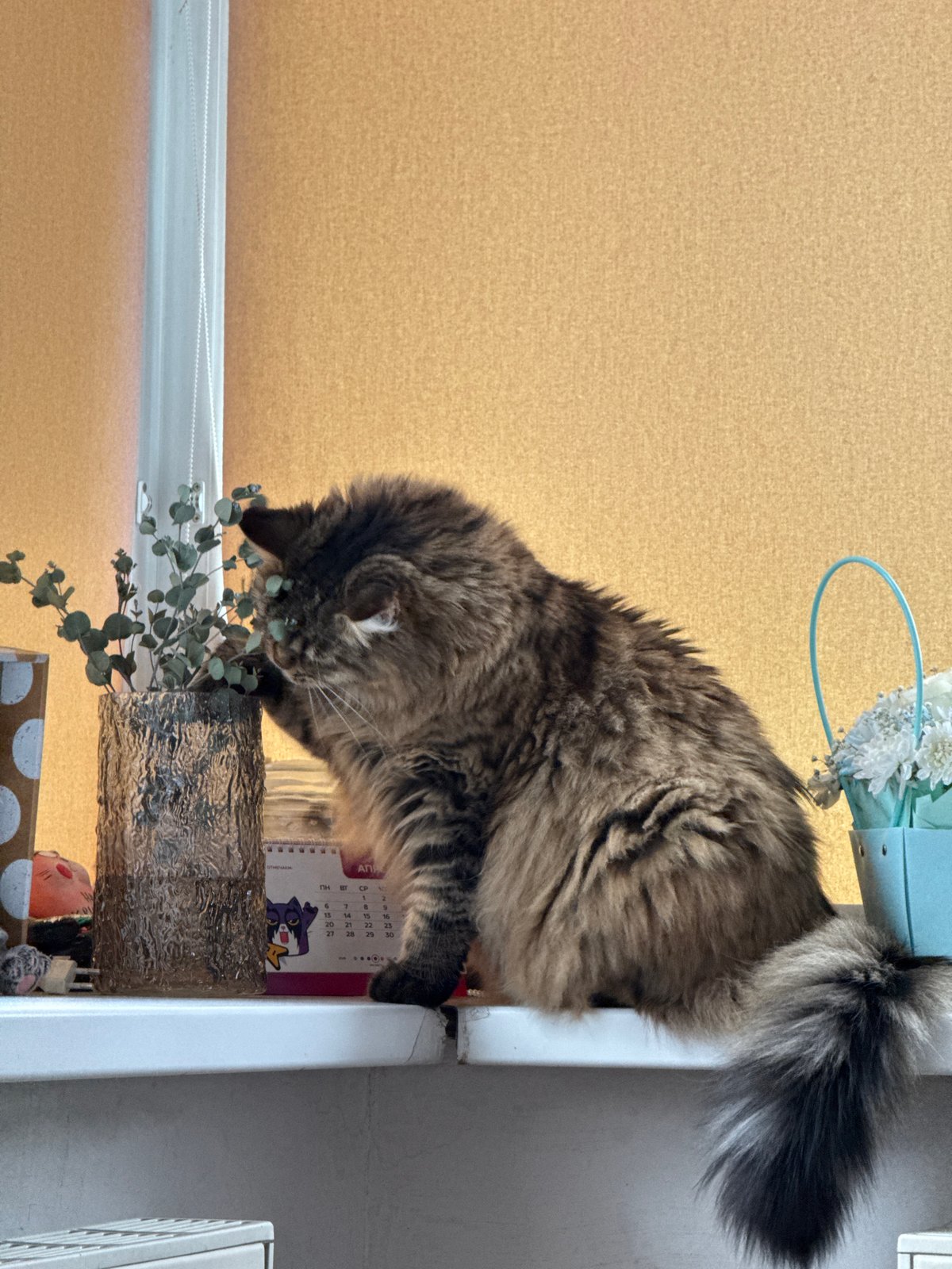 Cat explores plants on windowsill in Izhevsk home