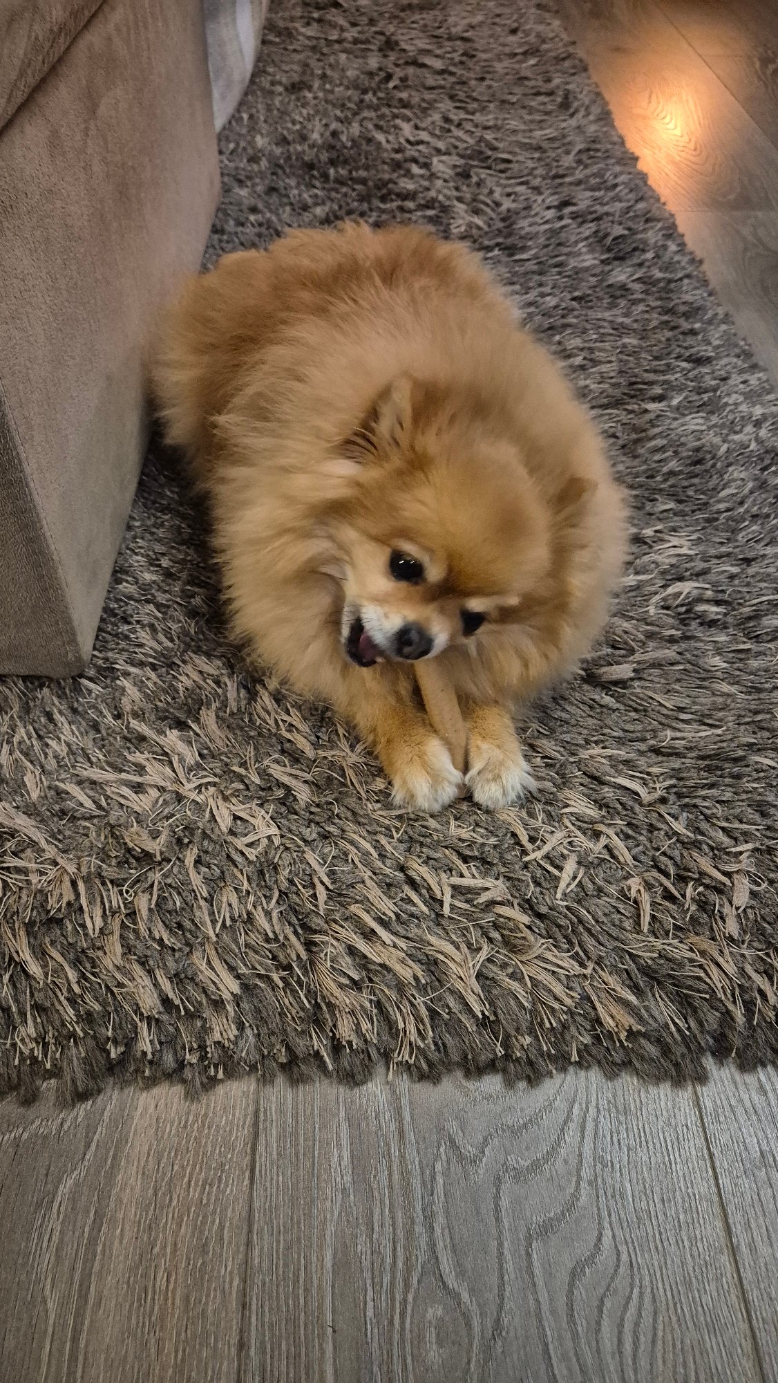 Pomeranian dog relaxes on rug with treat in Sliven home