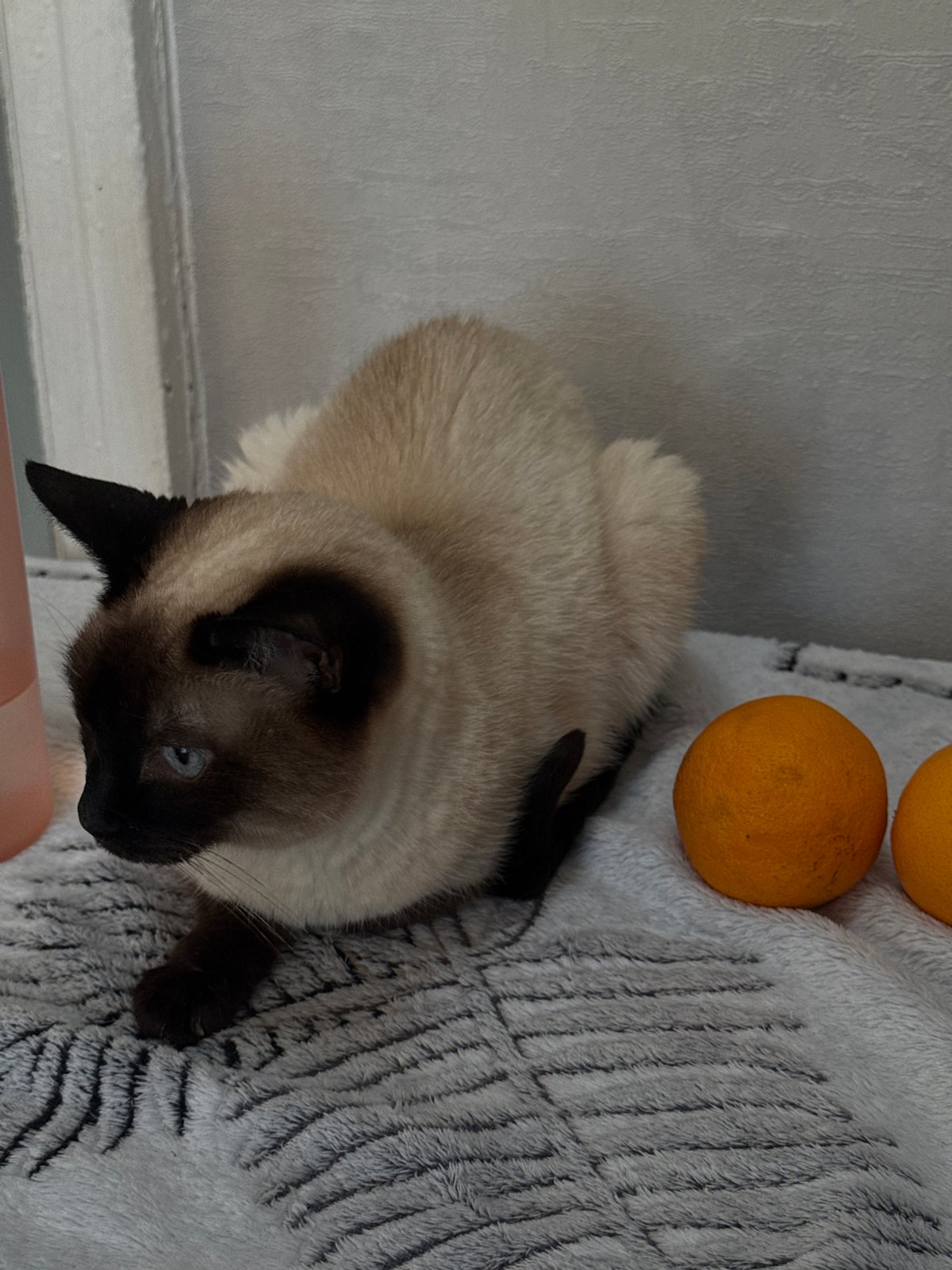 Domestic moments with Siamese cat captured during sunrise in Chaikovsky