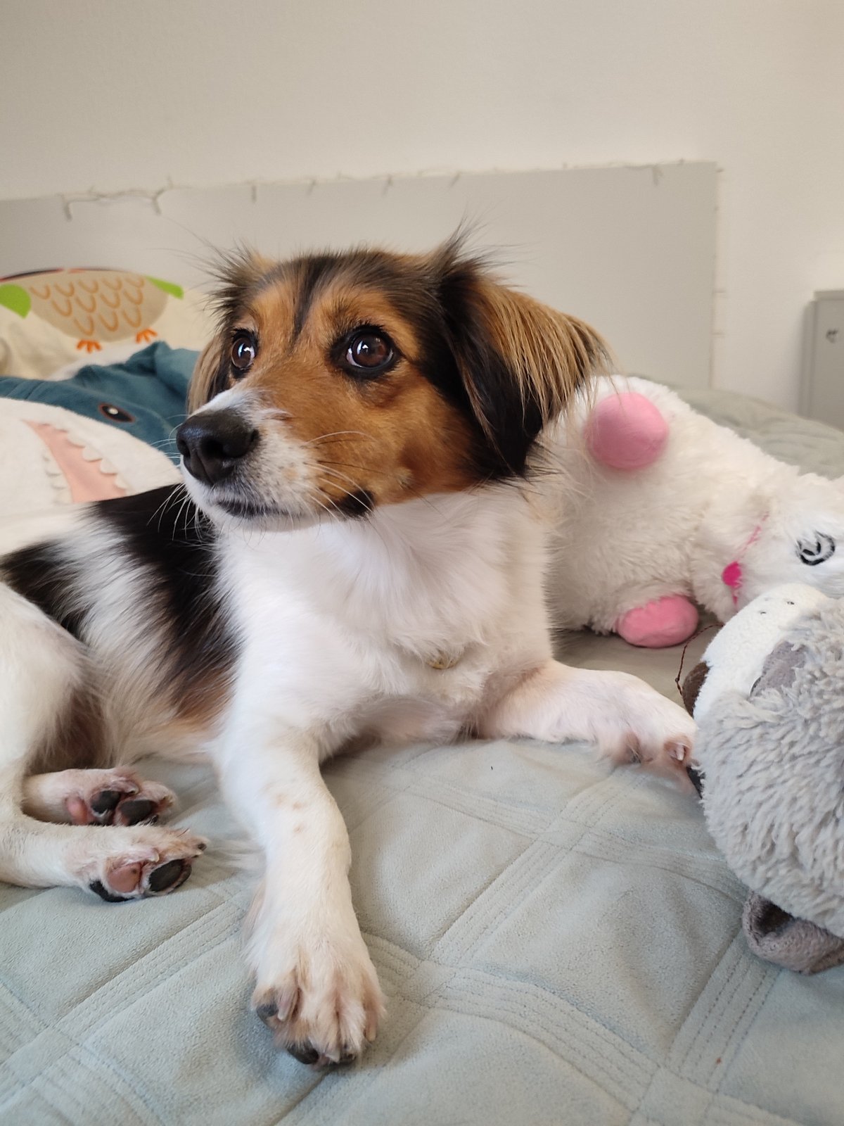 Tricolor dog lounging on a quilted bed in Murino