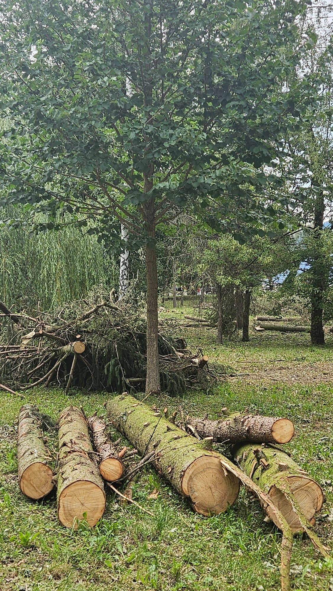 Storm leaves trail of downed trees through Prešov park