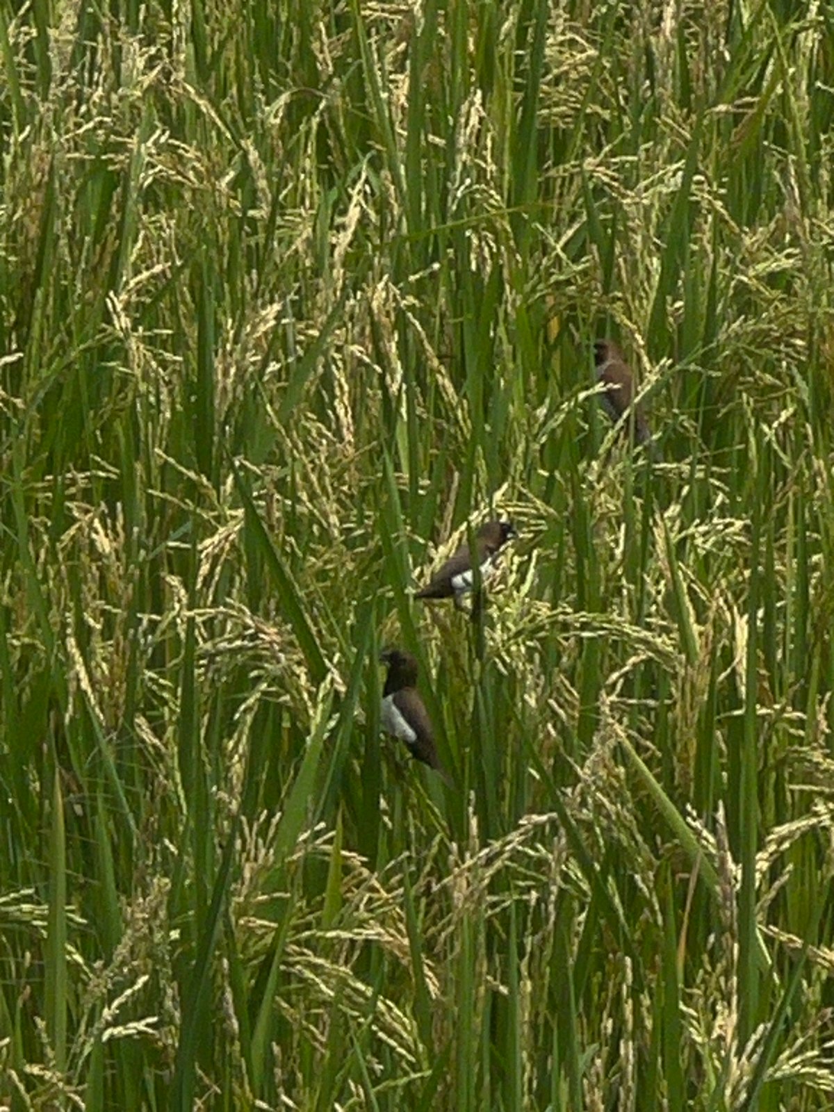 Birds spotted in rice fields near Canggu, Indonesia