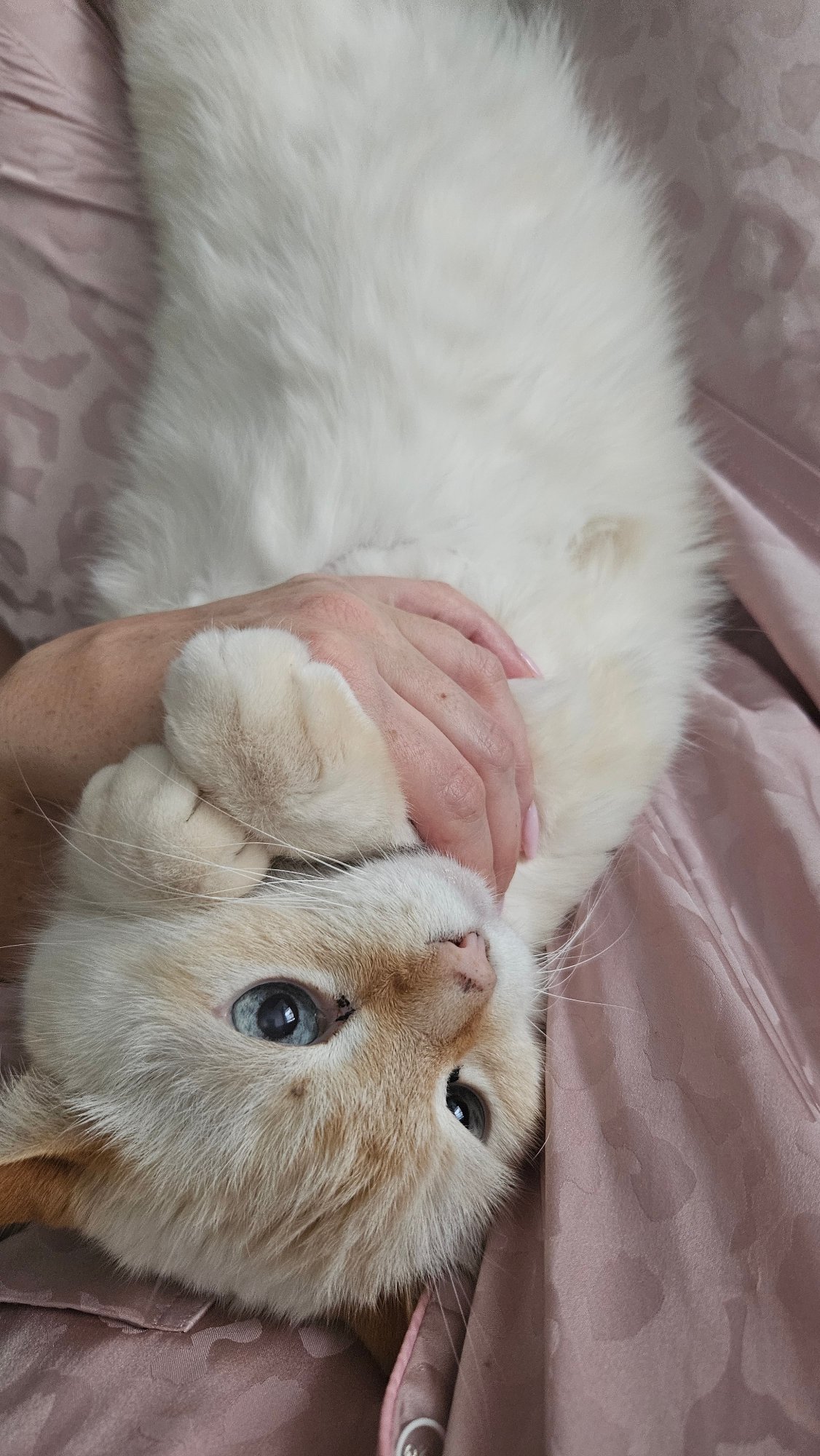 Rainy morning cat owner travels through Chaikovsky elevator