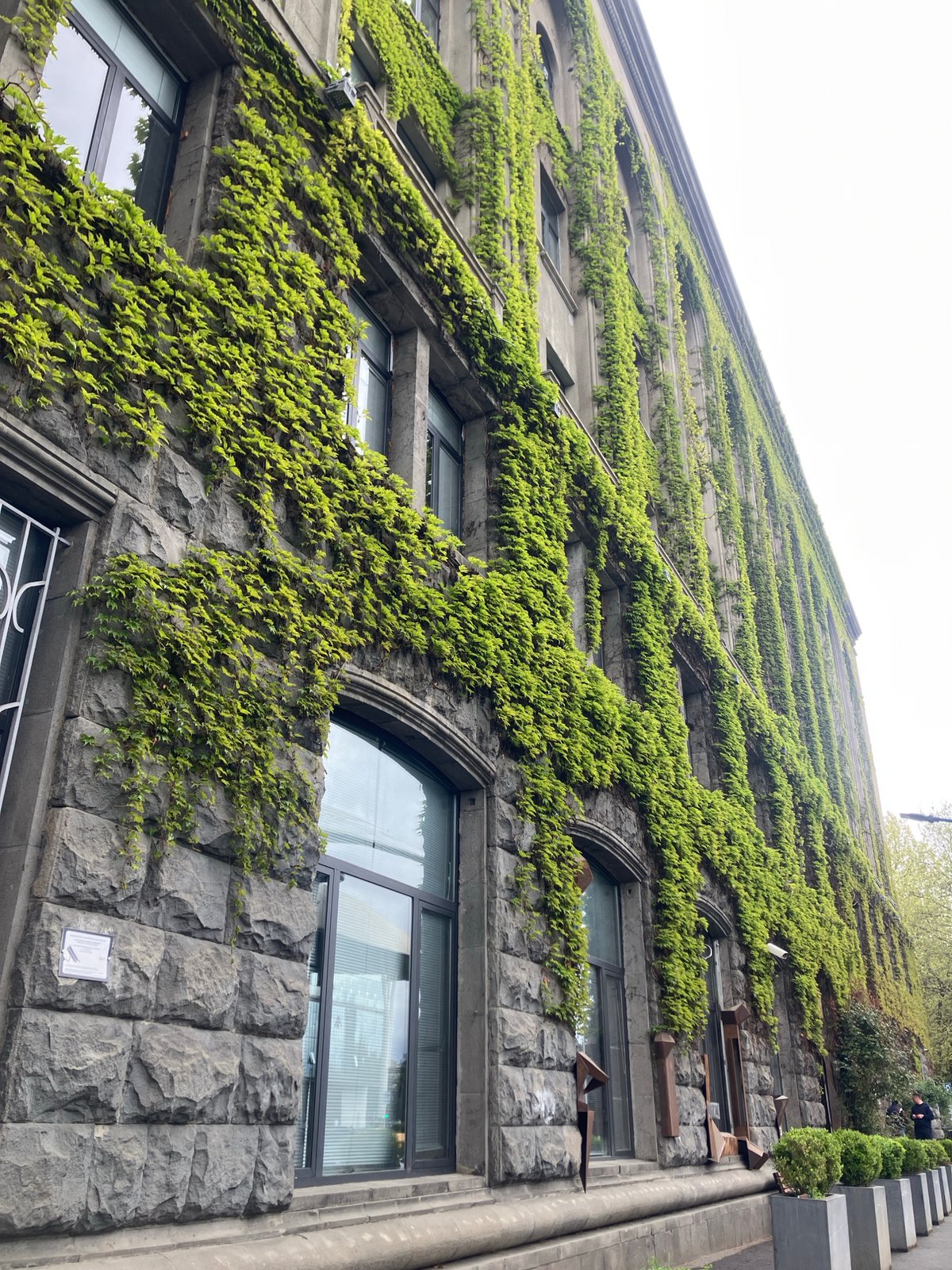 Ivy-covered building facade observed in Tbilisi, Georgia