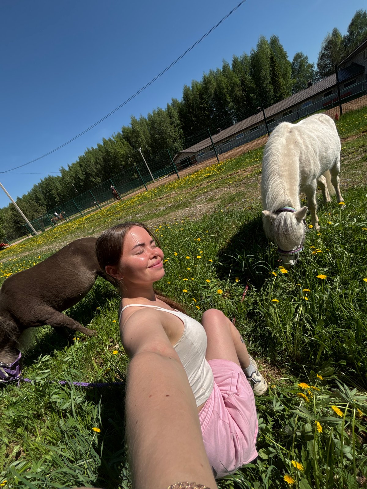 White pony grazes peacefully in Russian field on sunny morning